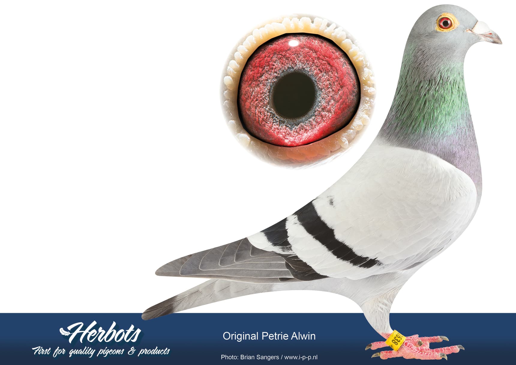 pigeon: undefined