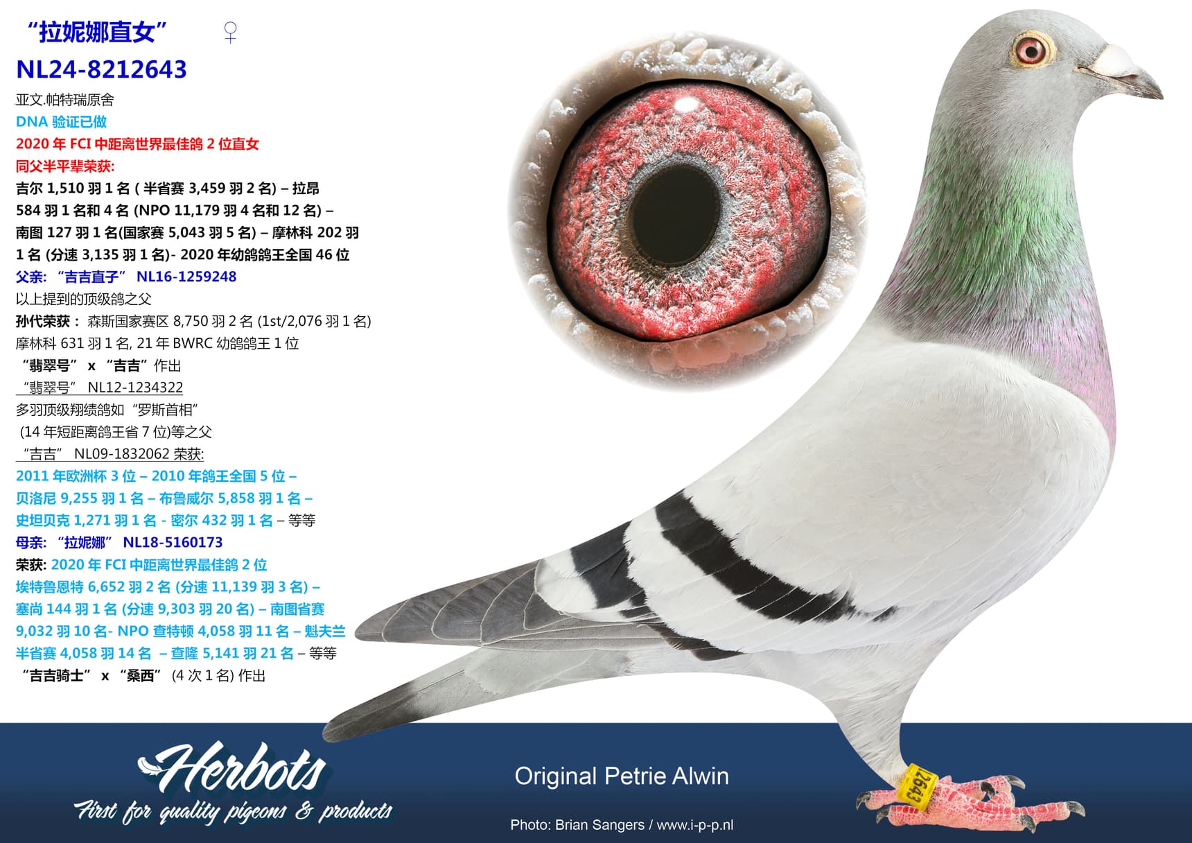 pigeon: undefined