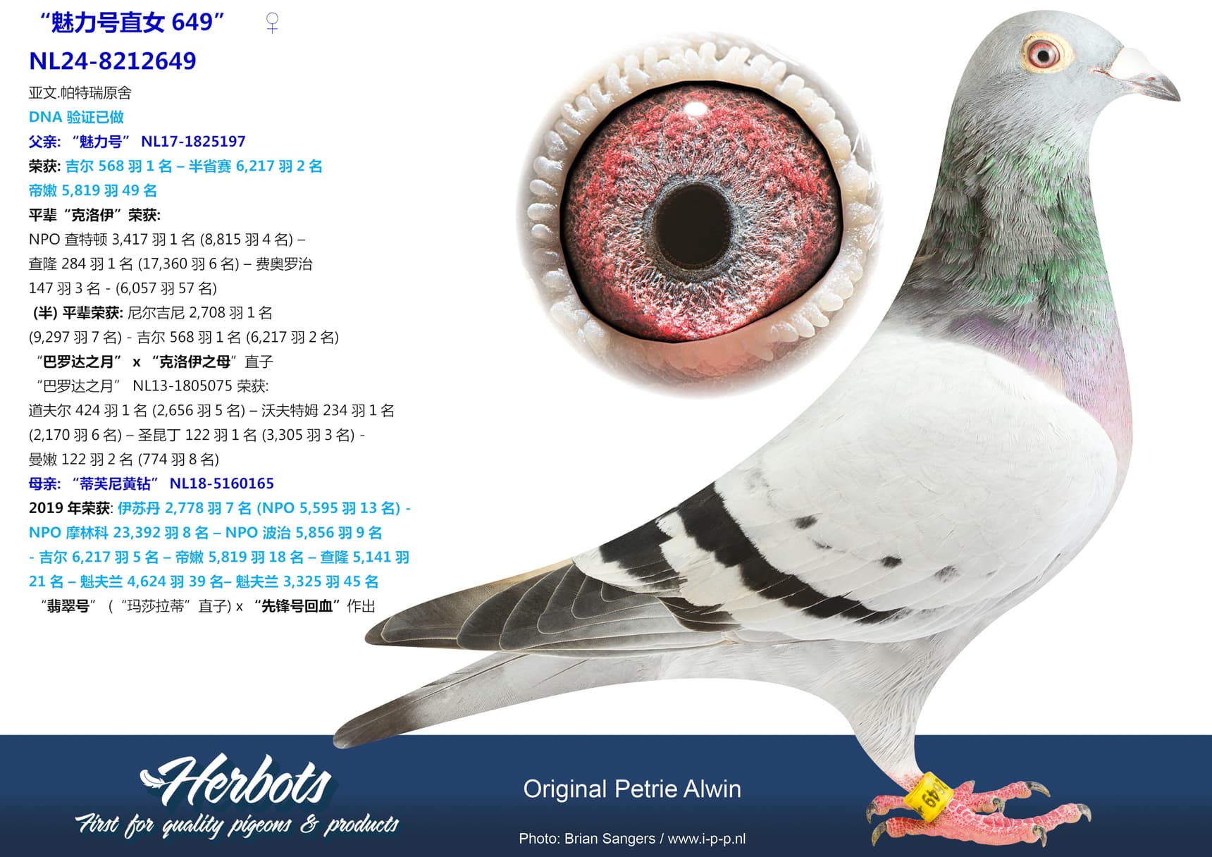 pigeon: undefined