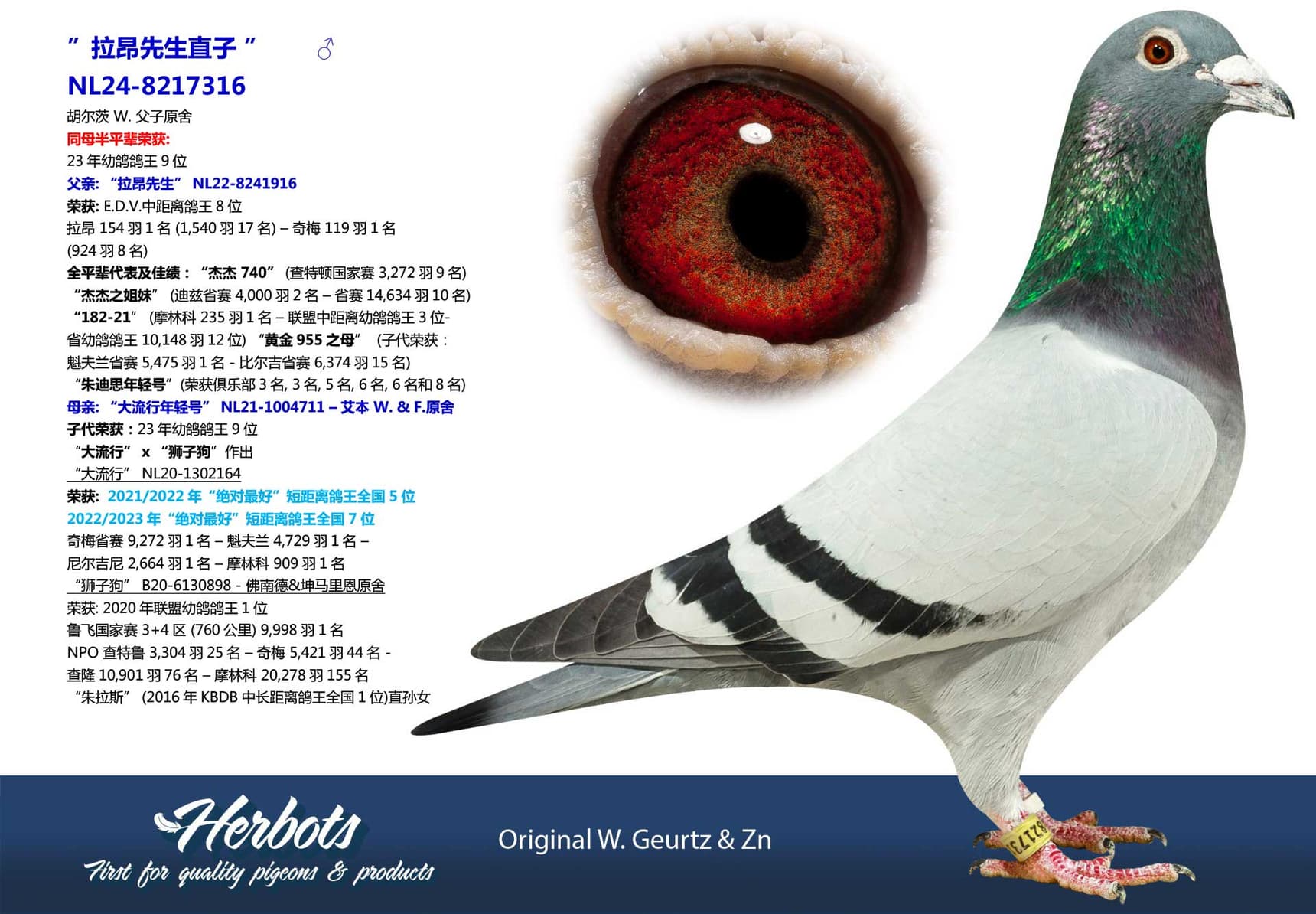 pigeon: ”拉昂先生直子 ”