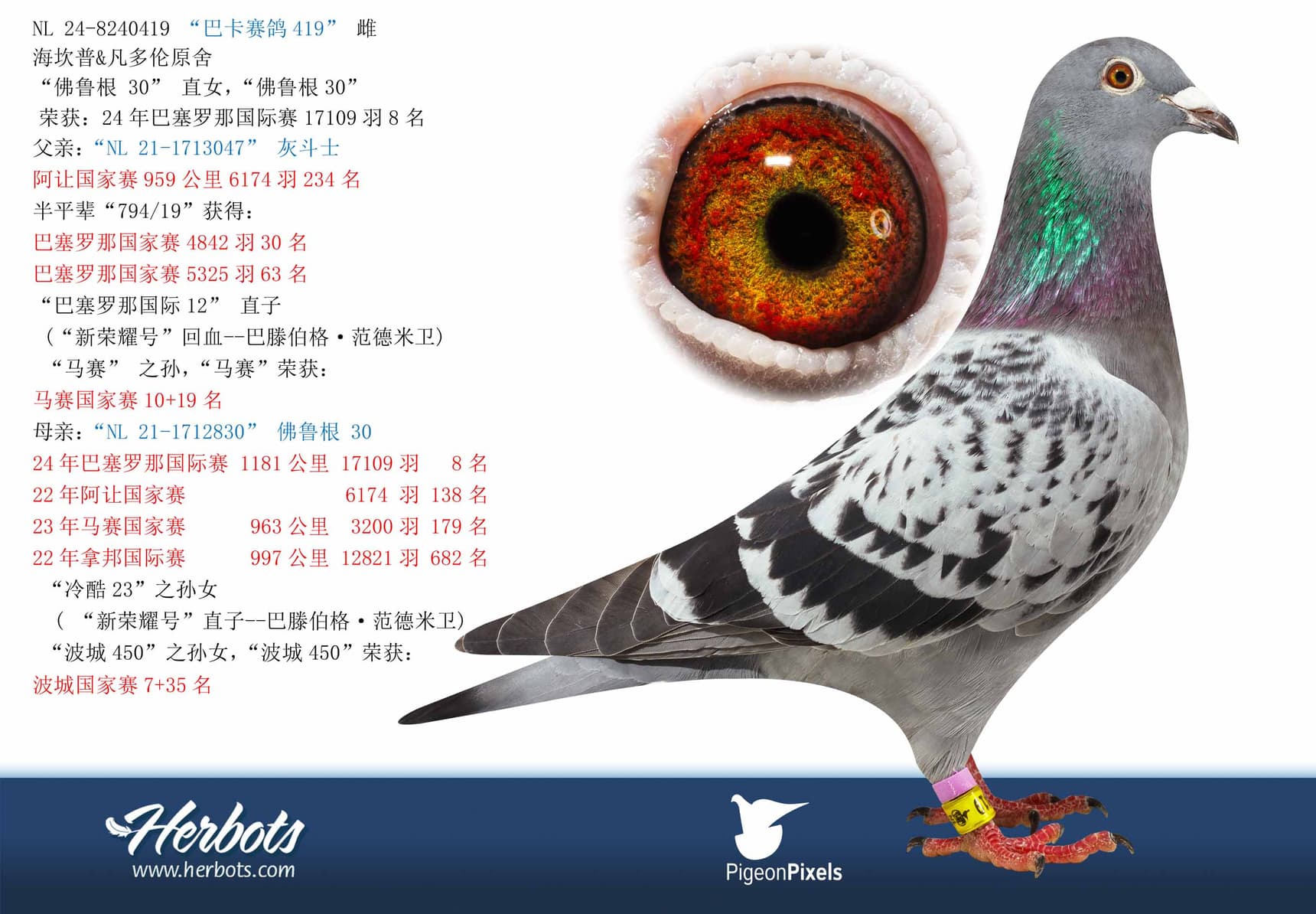 pigeon: undefined