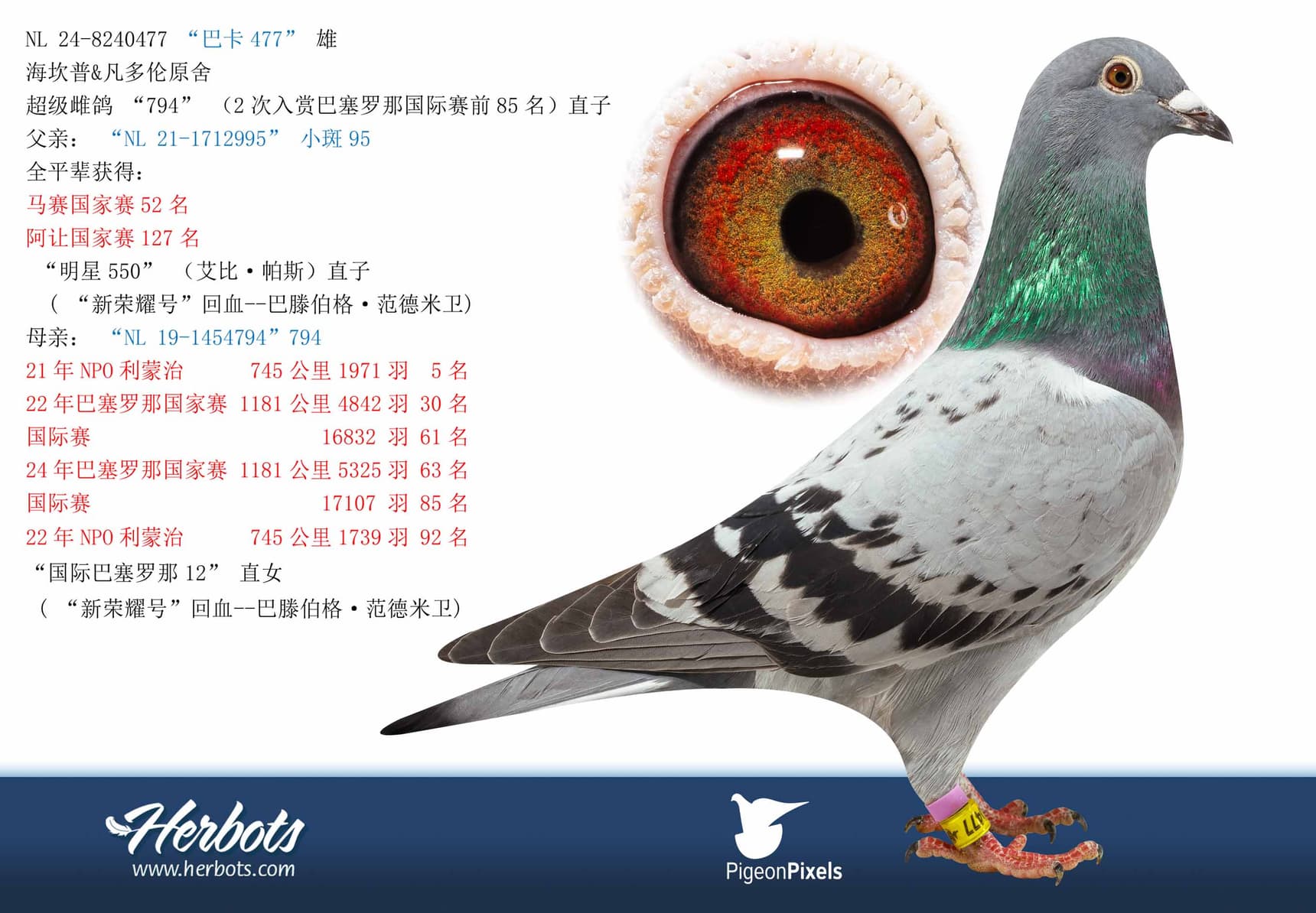 pigeon: undefined