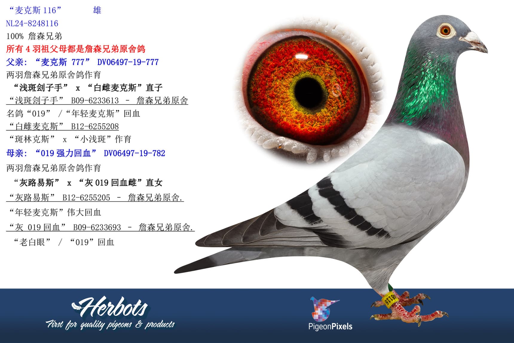 pigeon: “麦克斯116”