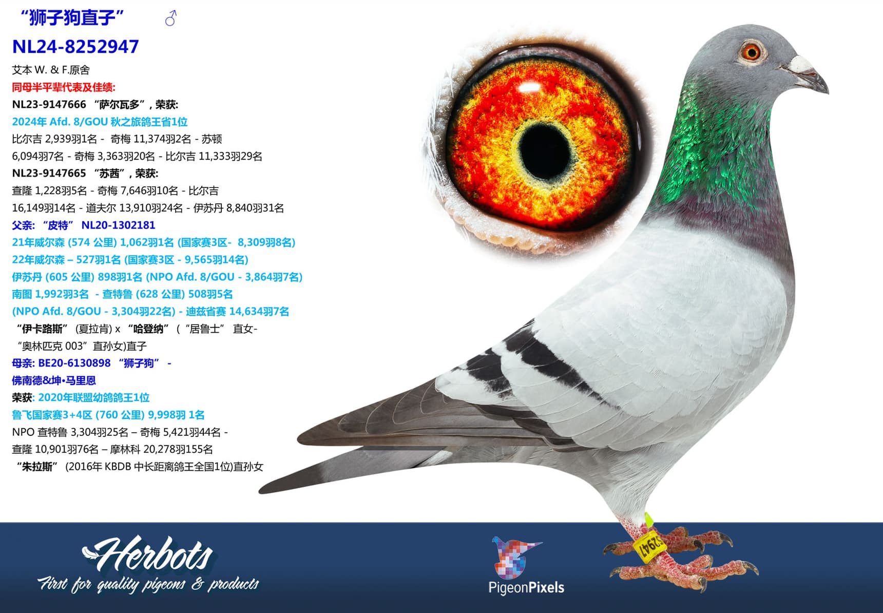 pigeon: undefined