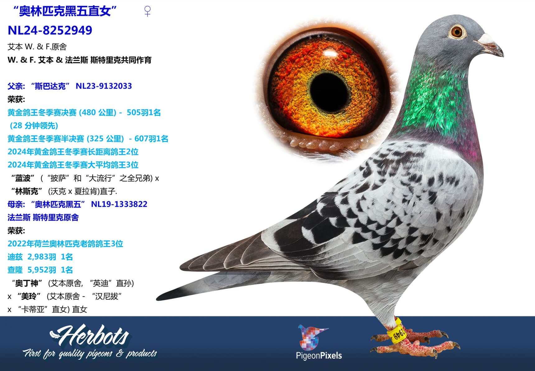 pigeon: undefined