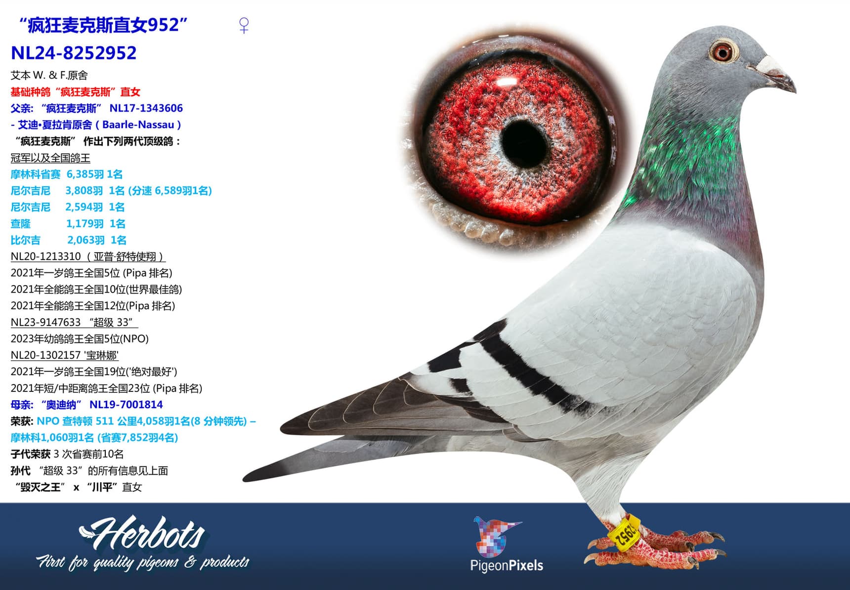 pigeon: undefined