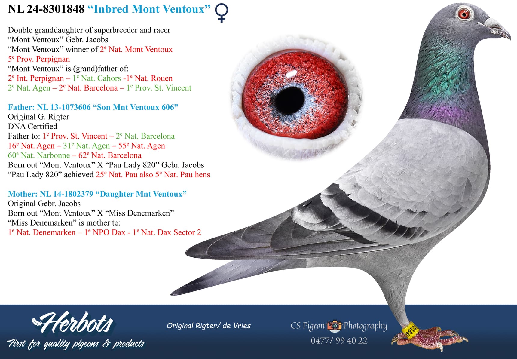 pigeon: undefined