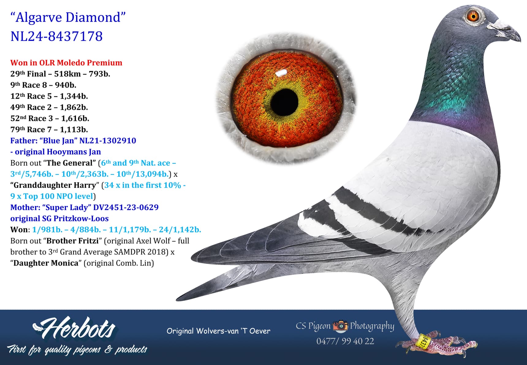 pigeon: undefined