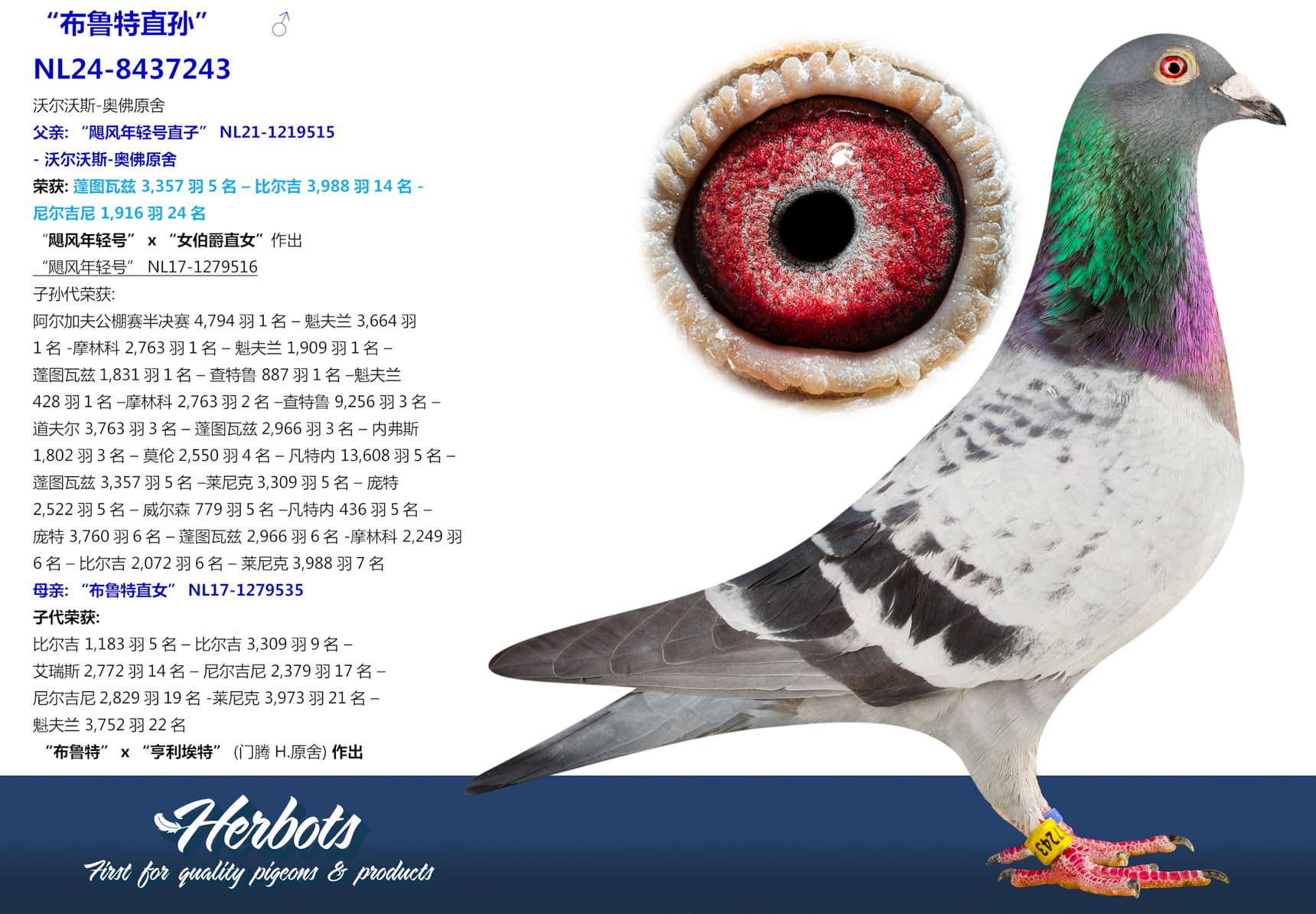 pigeon: undefined