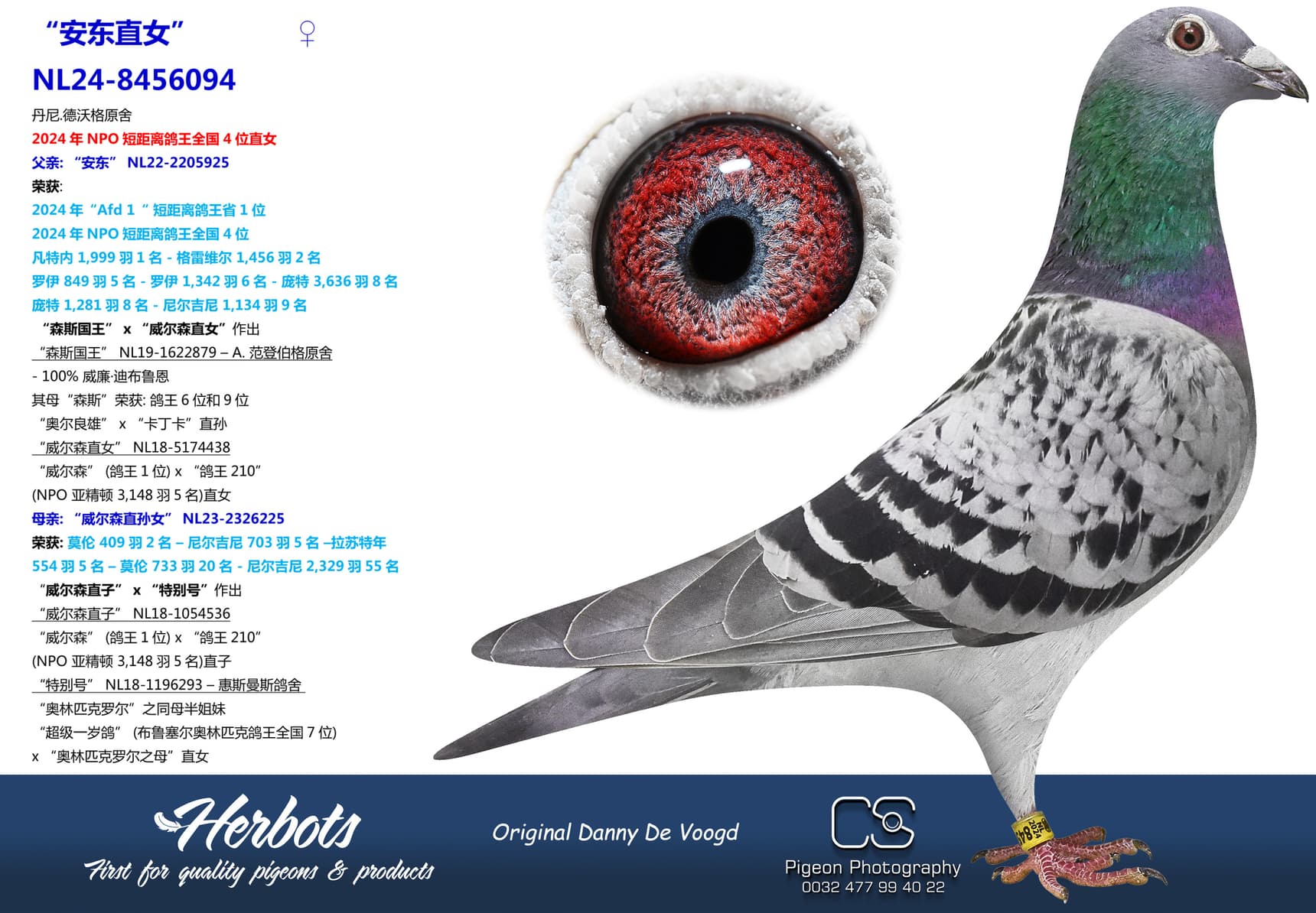 pigeon: “安东直女”