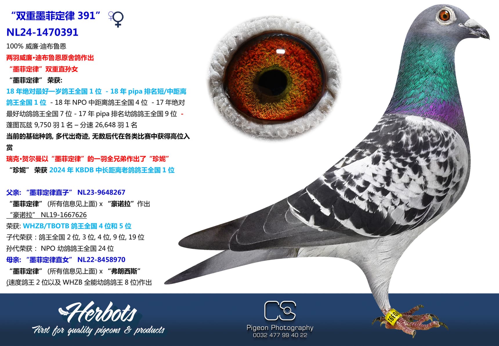 pigeon: “双重墨菲定律391”