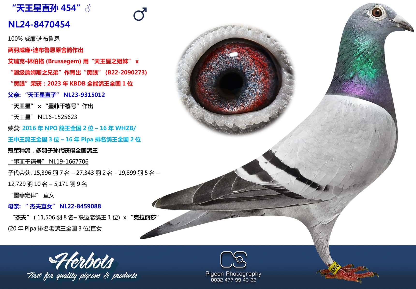 pigeon: “天王星直孙454”