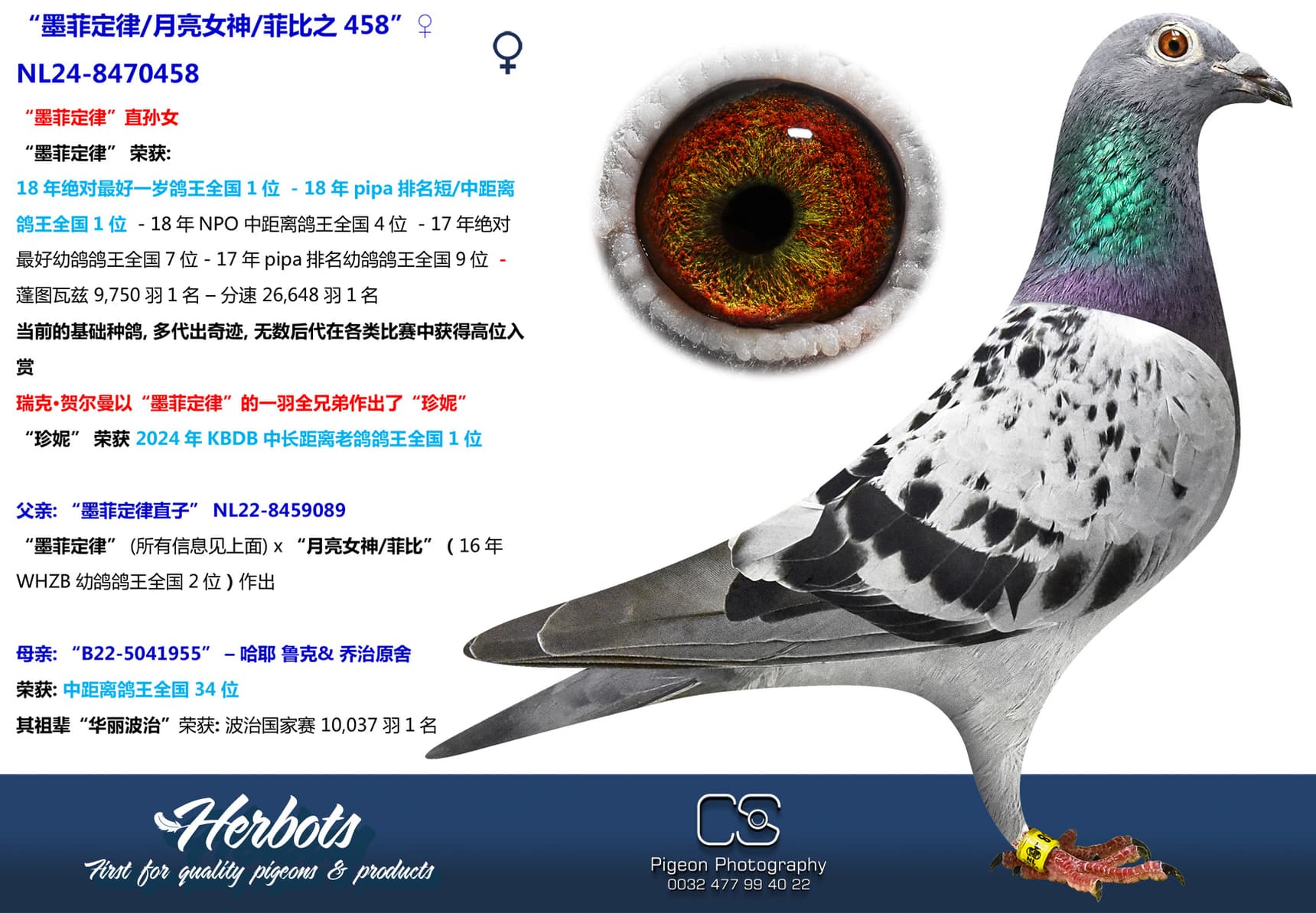 pigeon: “墨菲定律/月亮女神/菲比之458”