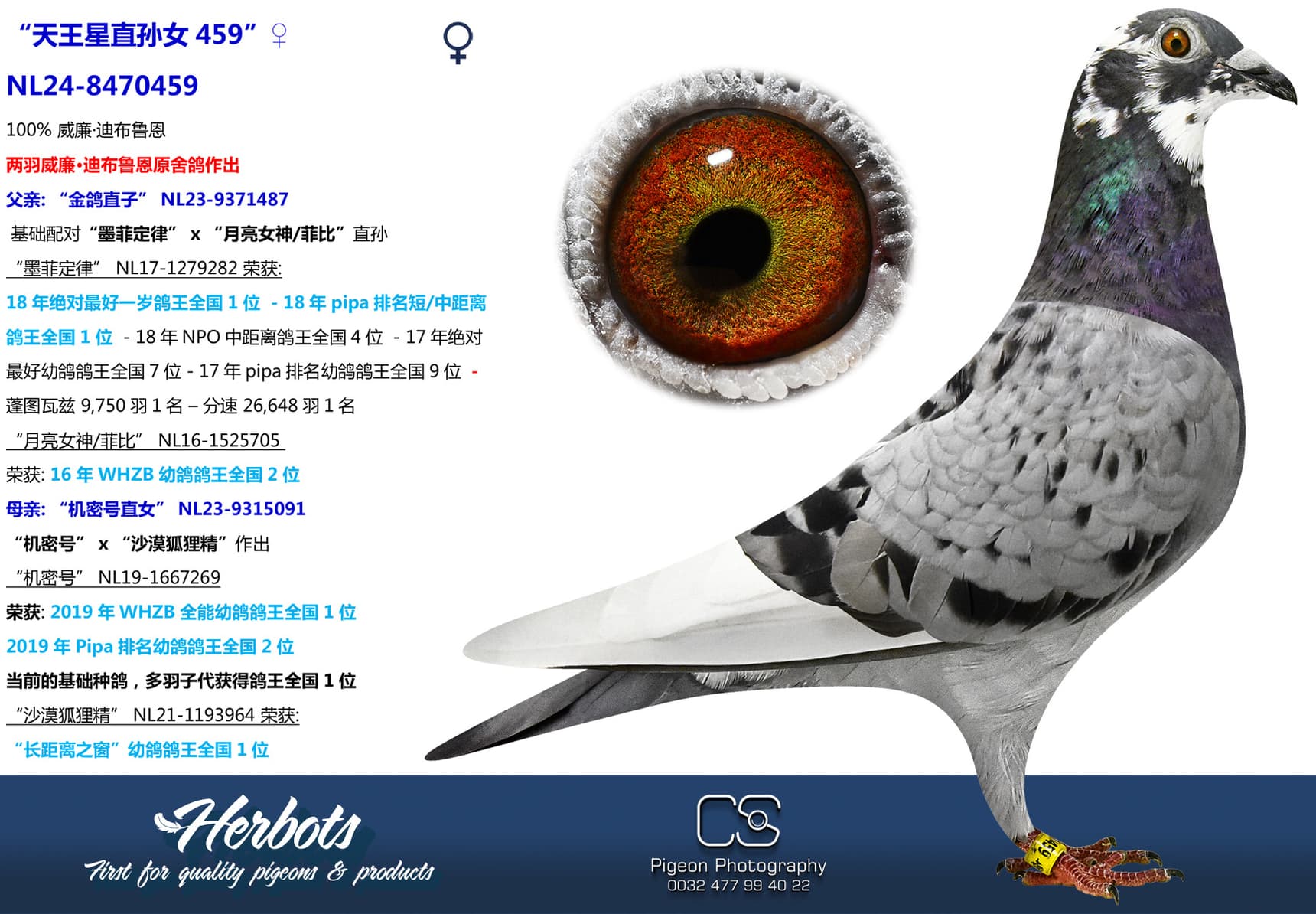 pigeon: “天王星直孙女459”