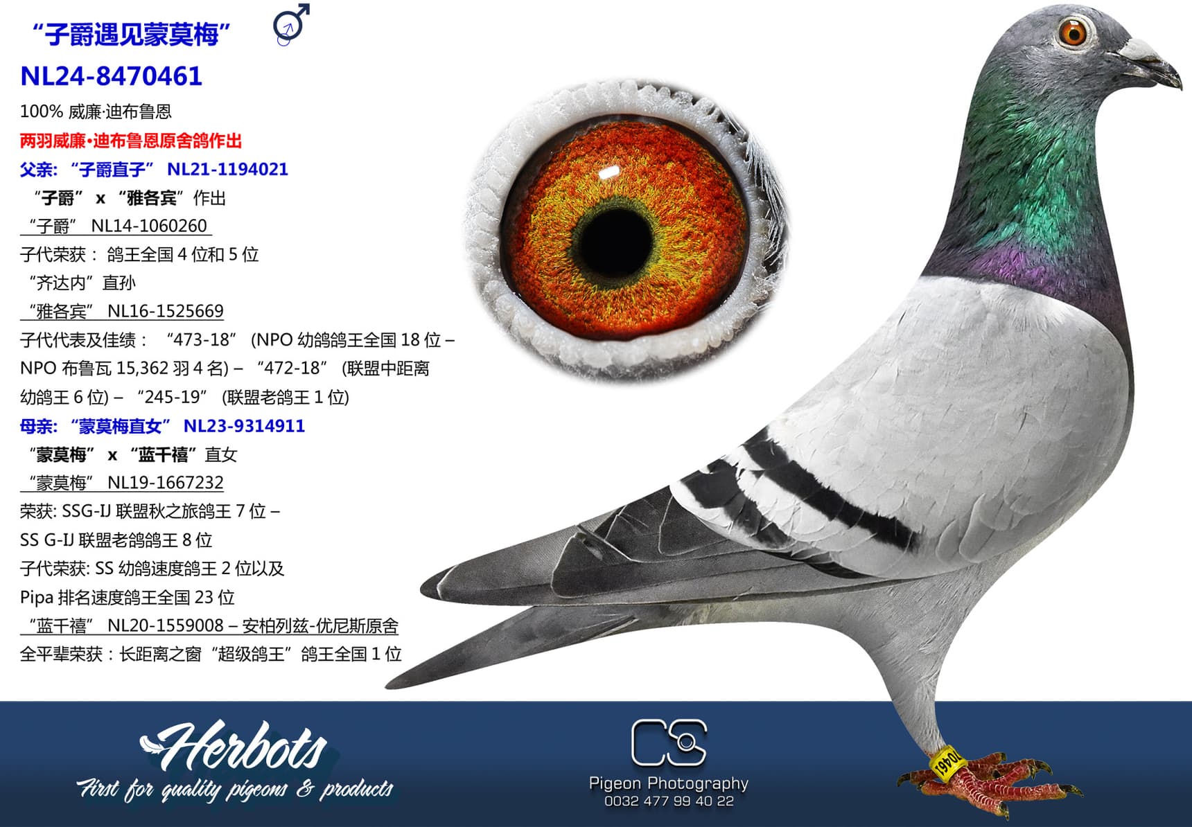 pigeon: “子爵遇见蒙莫梅”