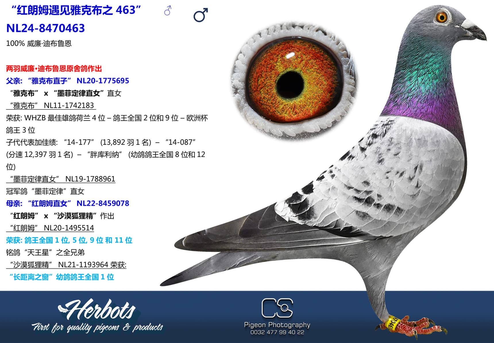 pigeon: “红朗姆遇见雅克布之463”