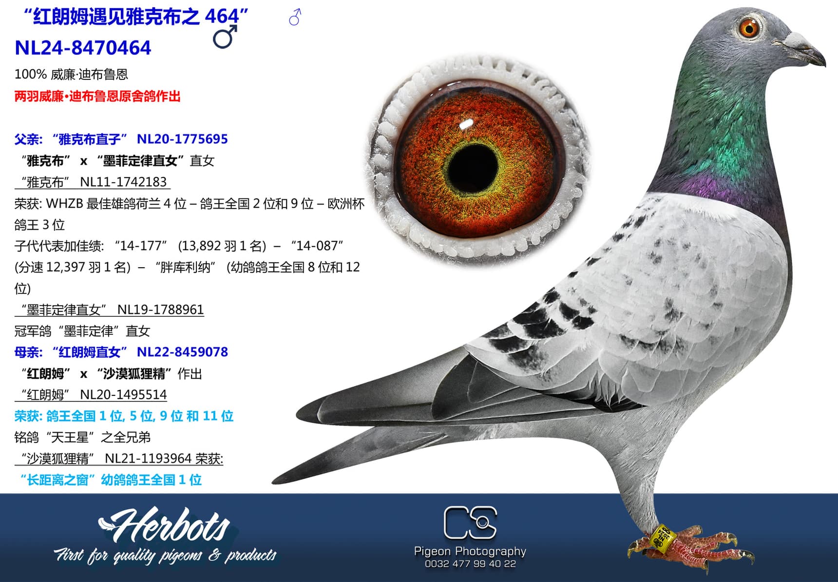 pigeon: “红朗姆遇见雅克布之464”