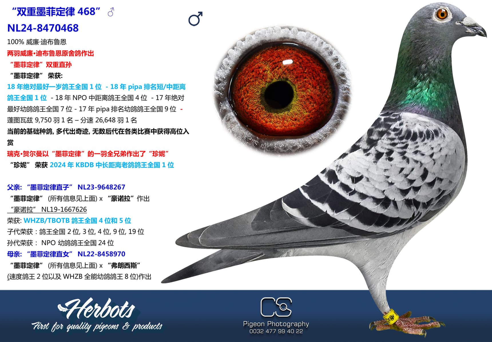 pigeon: “双重墨菲定律468”