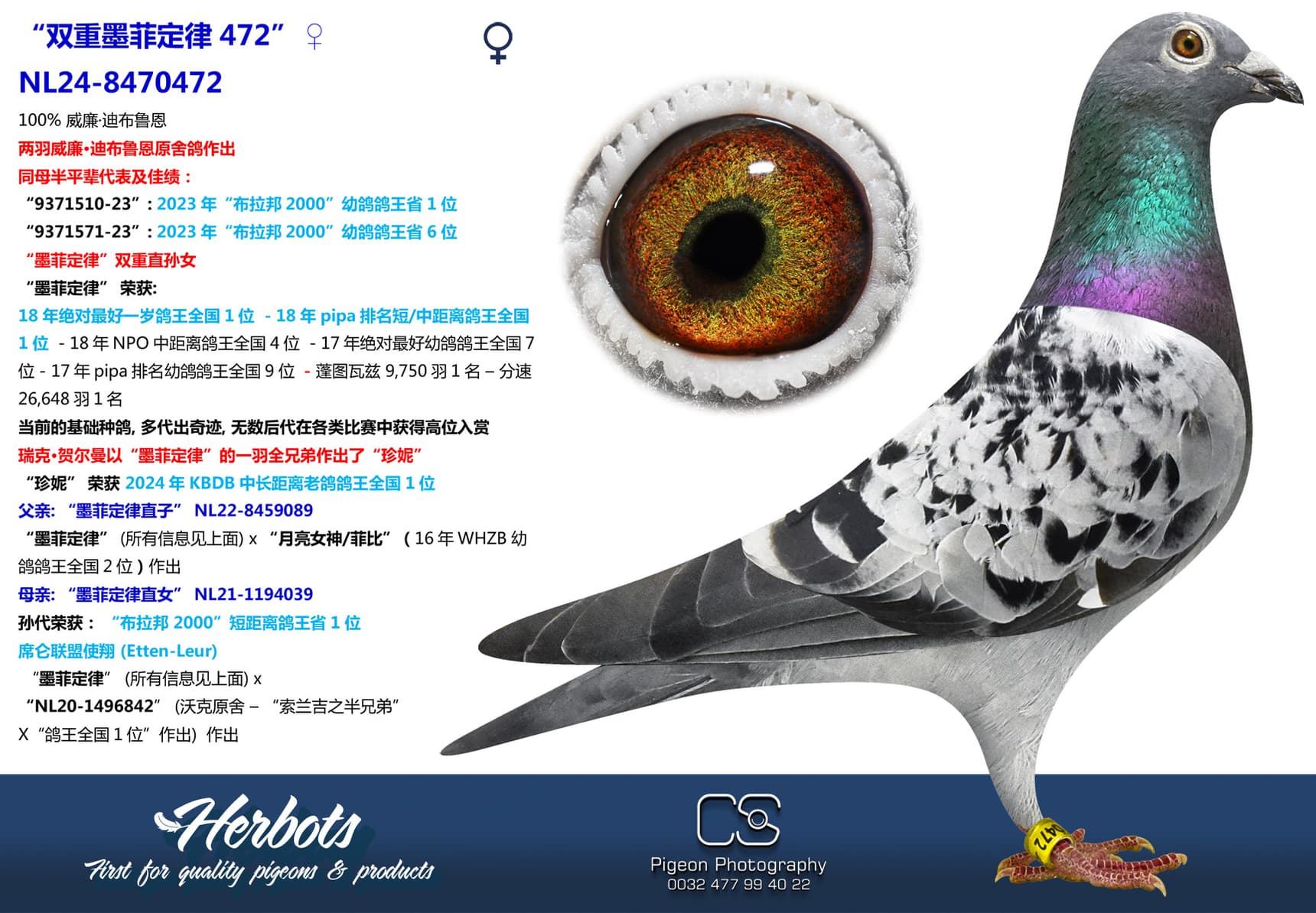 pigeon: “双重墨菲定律472”