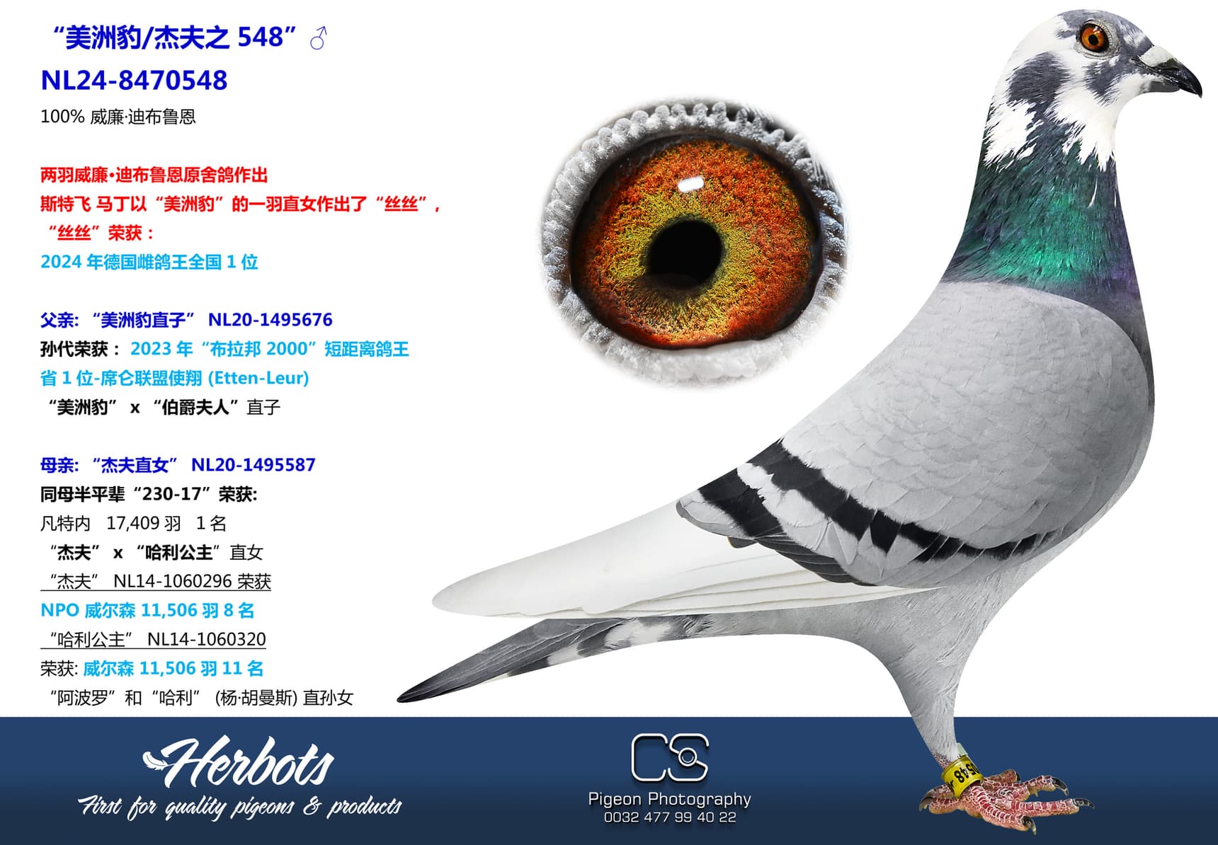 pigeon: “美洲豹/杰夫之548”