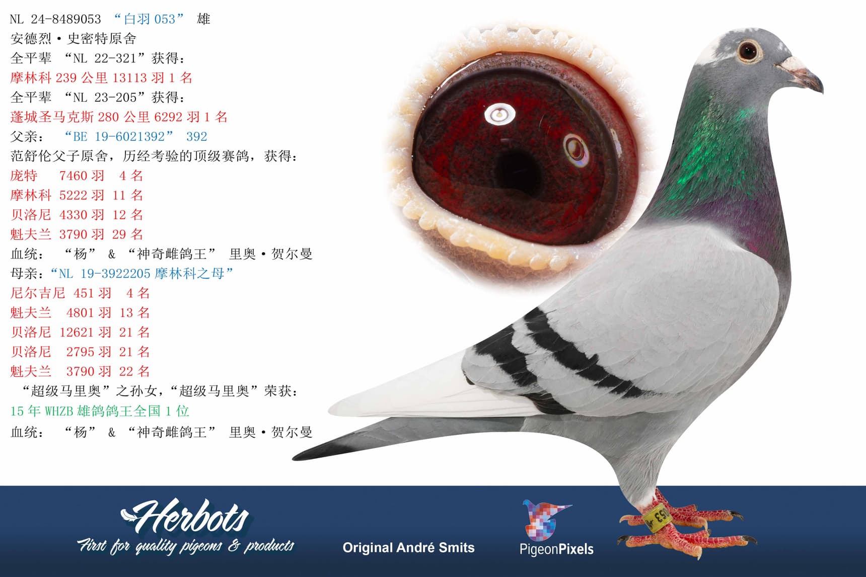 pigeon: “白羽053”