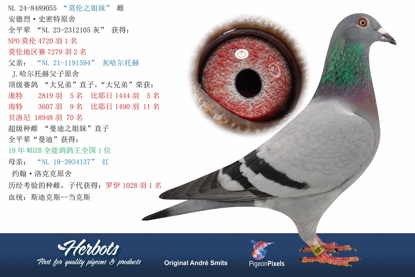pigeon: “莫伦之姐妹”