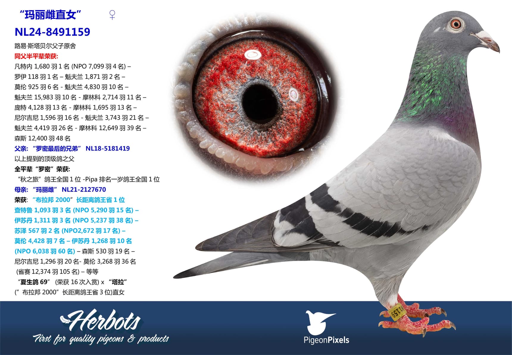 pigeon: “玛丽雌直女”