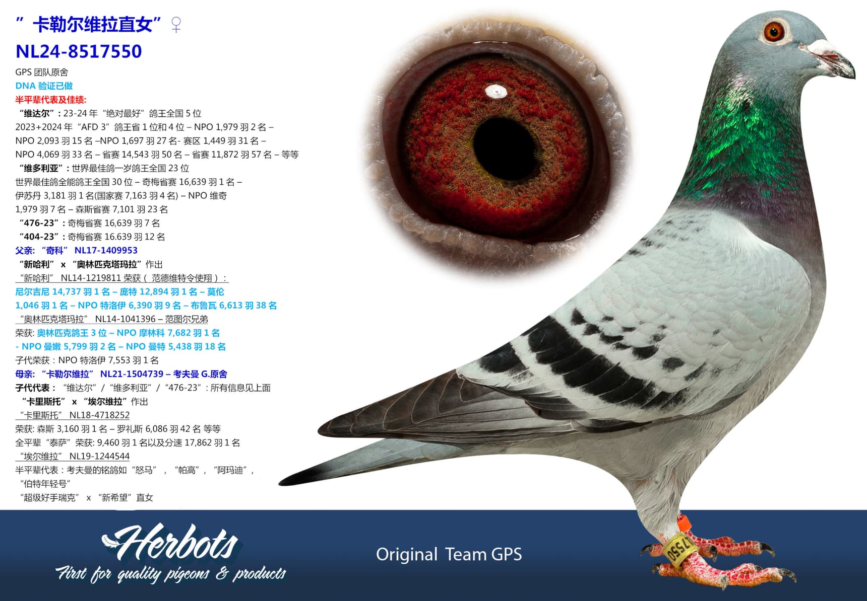 pigeon: undefined