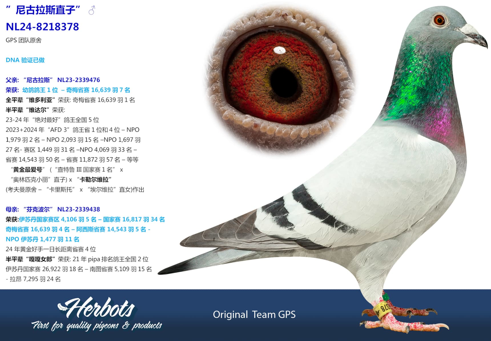 pigeon: ”尼古拉斯直子”