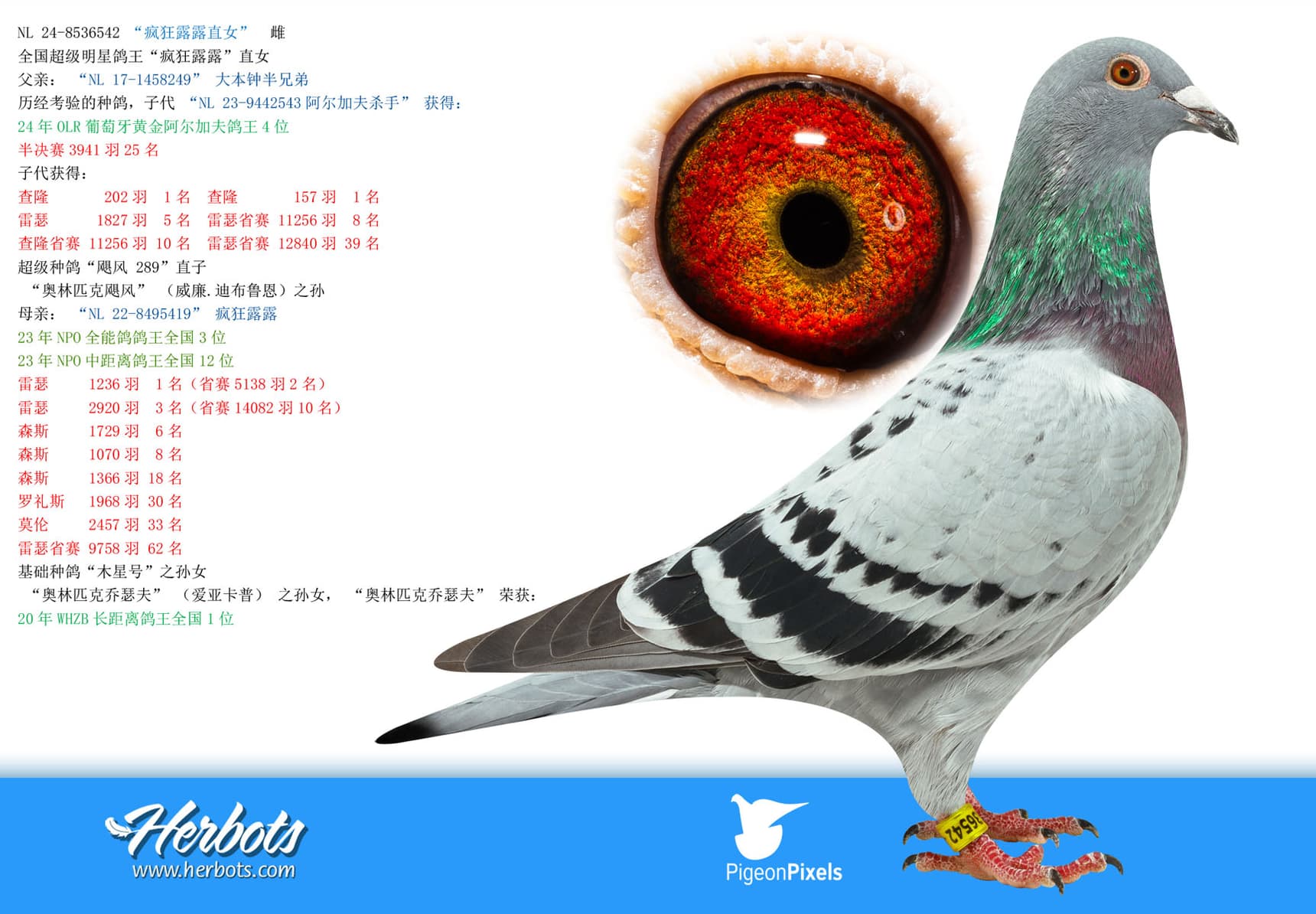 pigeon: undefined