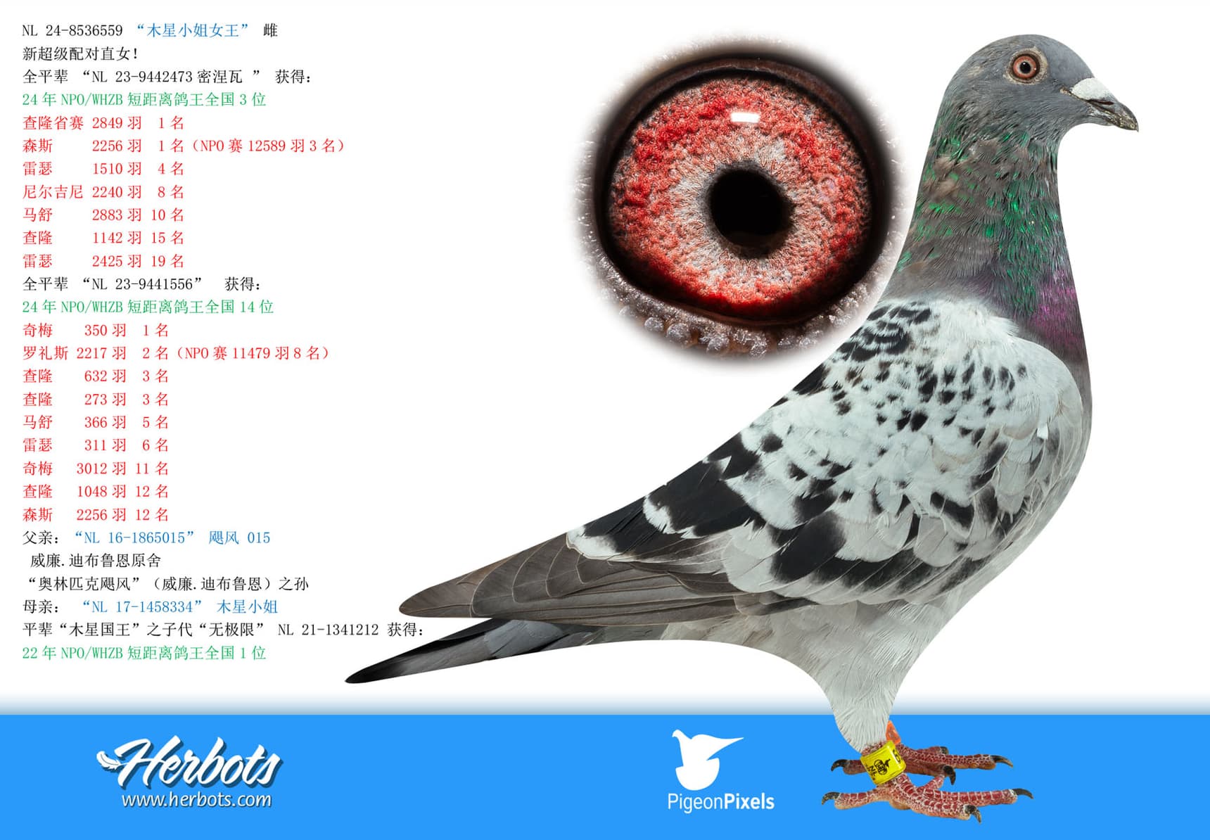 pigeon: undefined