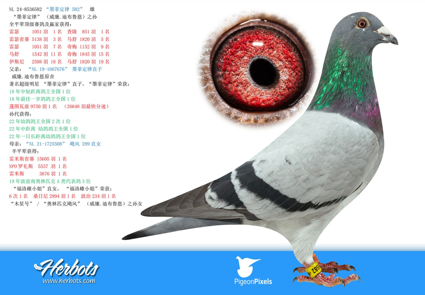pigeon: undefined