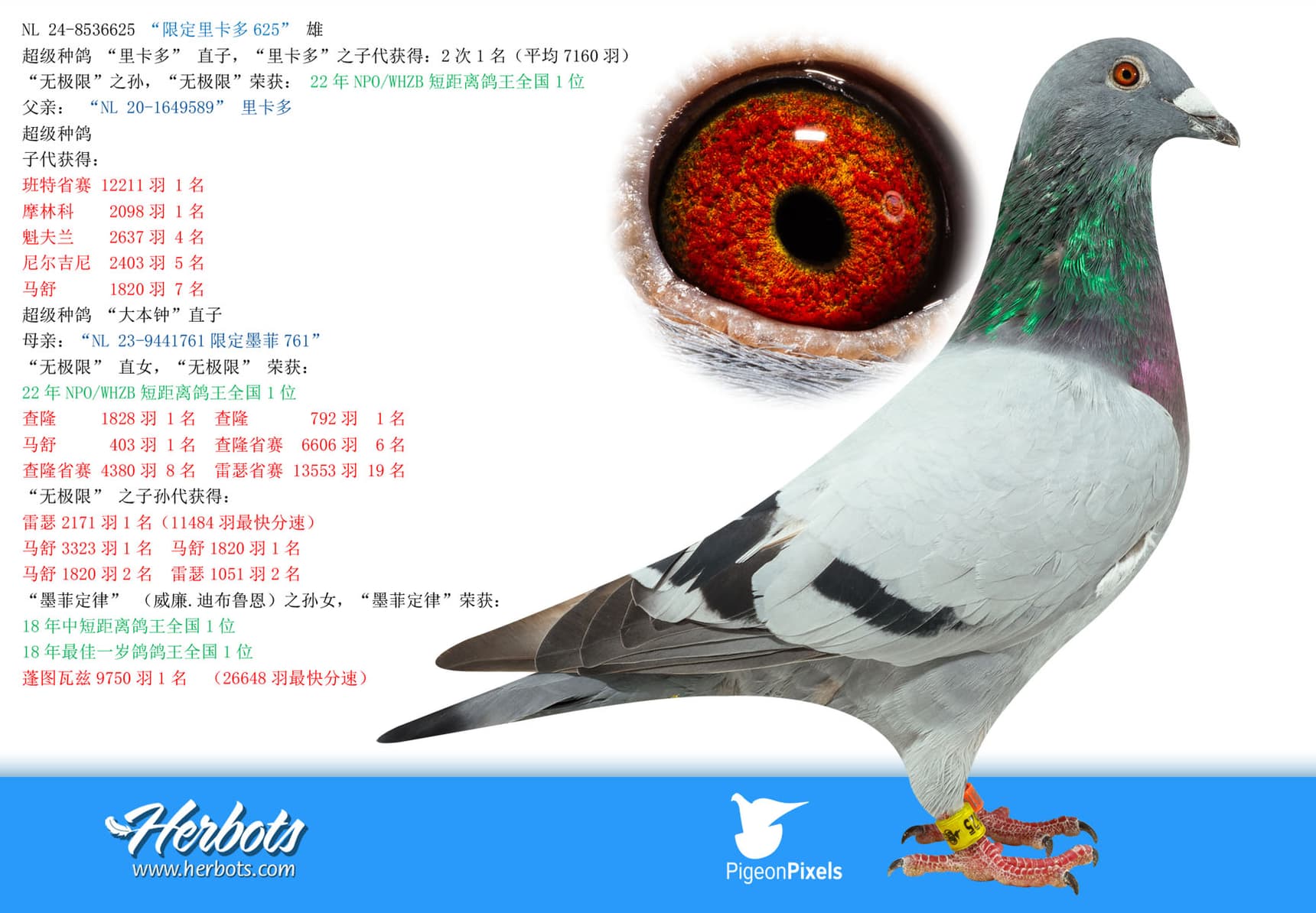 pigeon: undefined