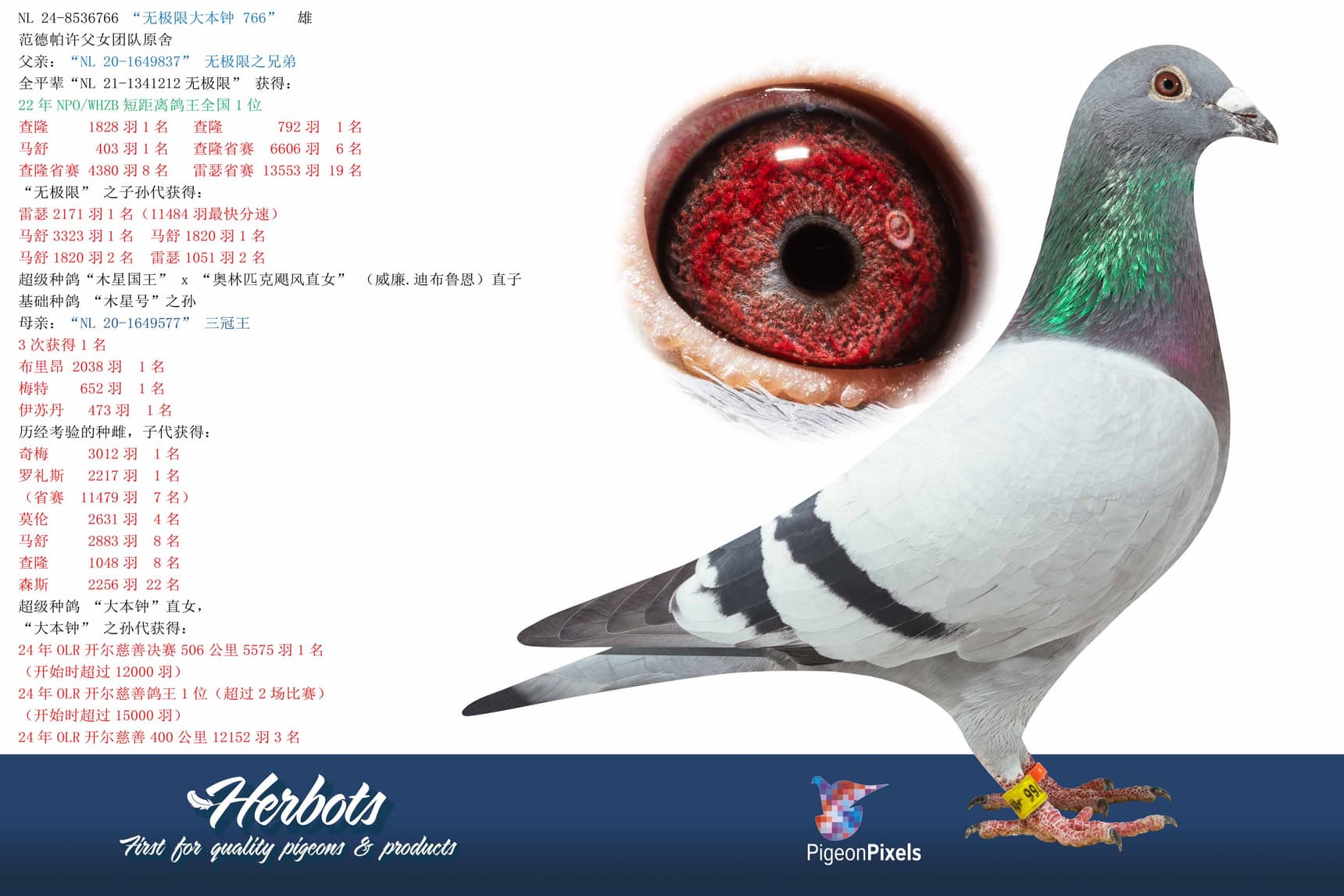 pigeon: undefined