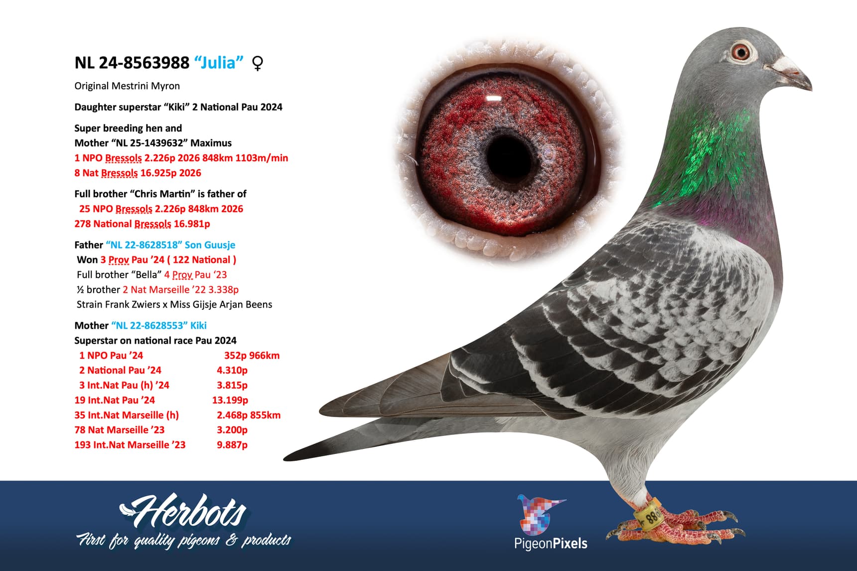 pigeon: undefined
