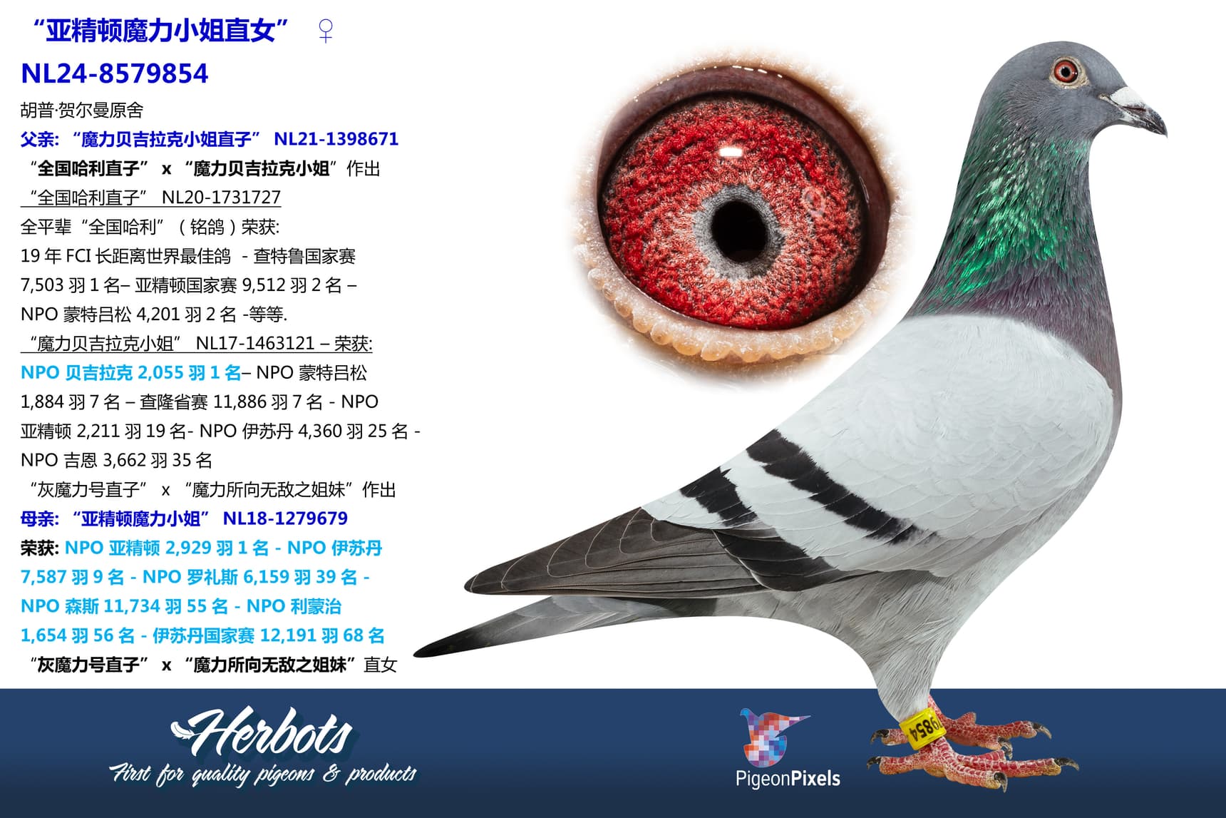 pigeon: “亚精顿魔力小姐直女”