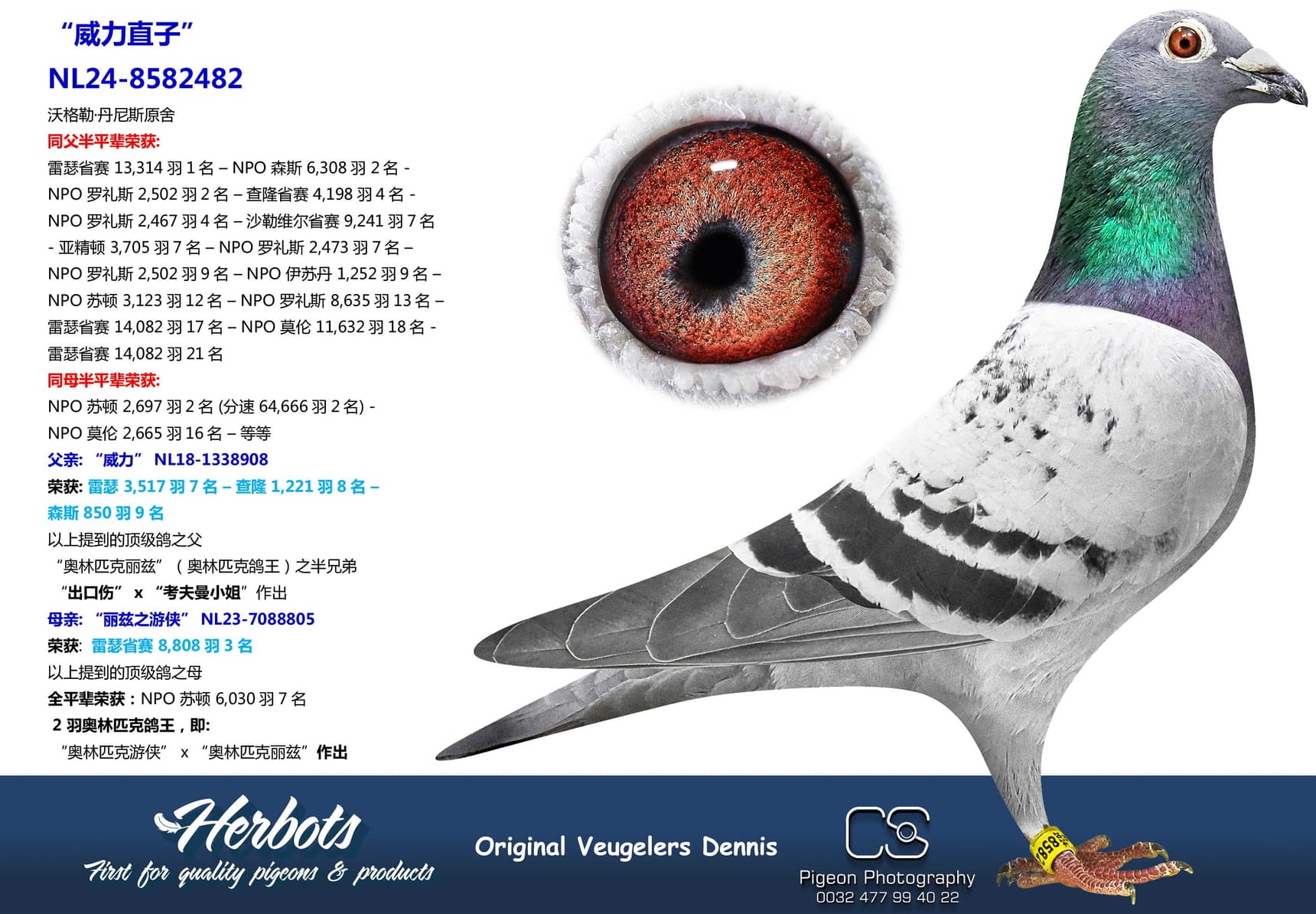 pigeon: “威力直子”