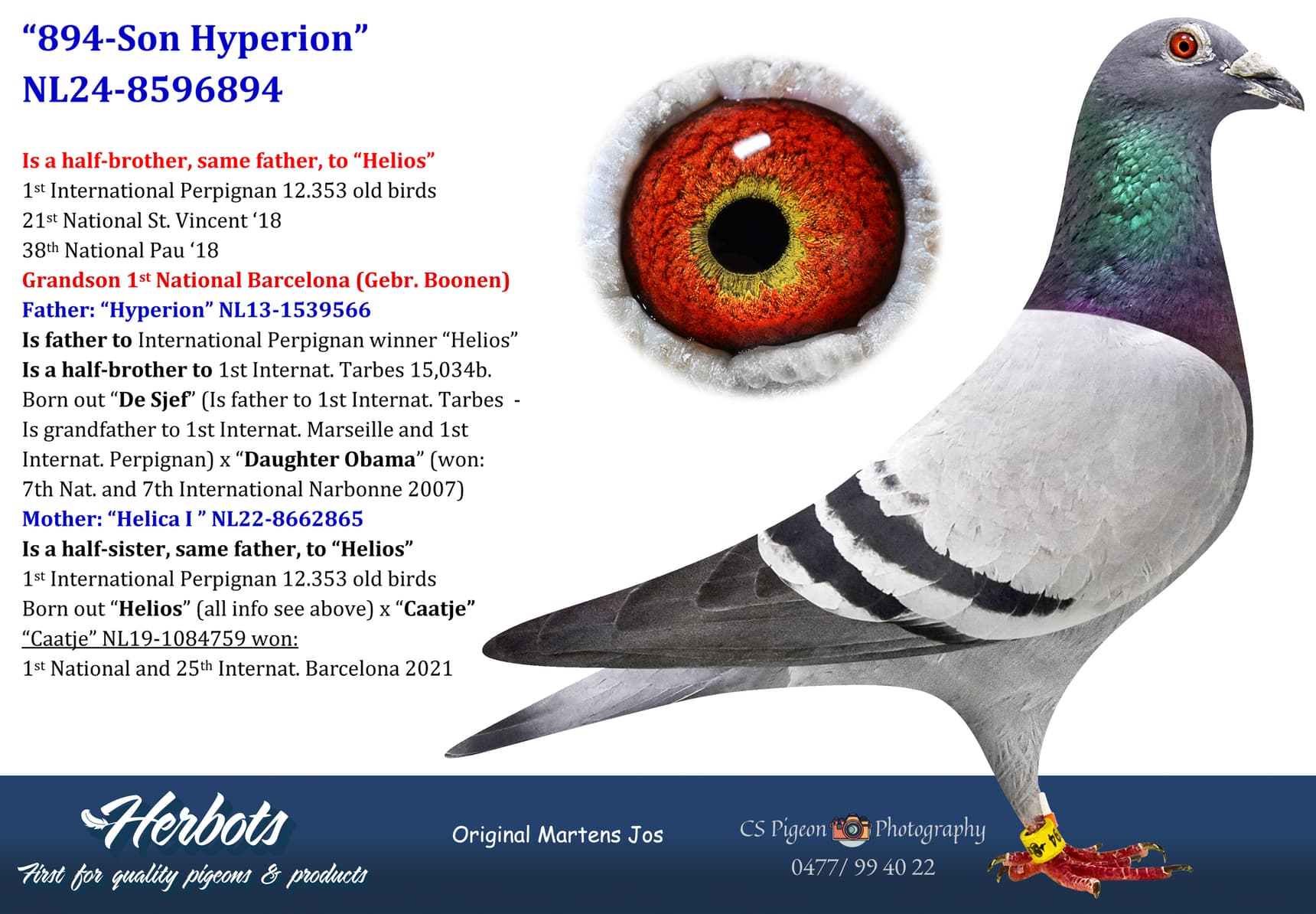 pigeon: undefined
