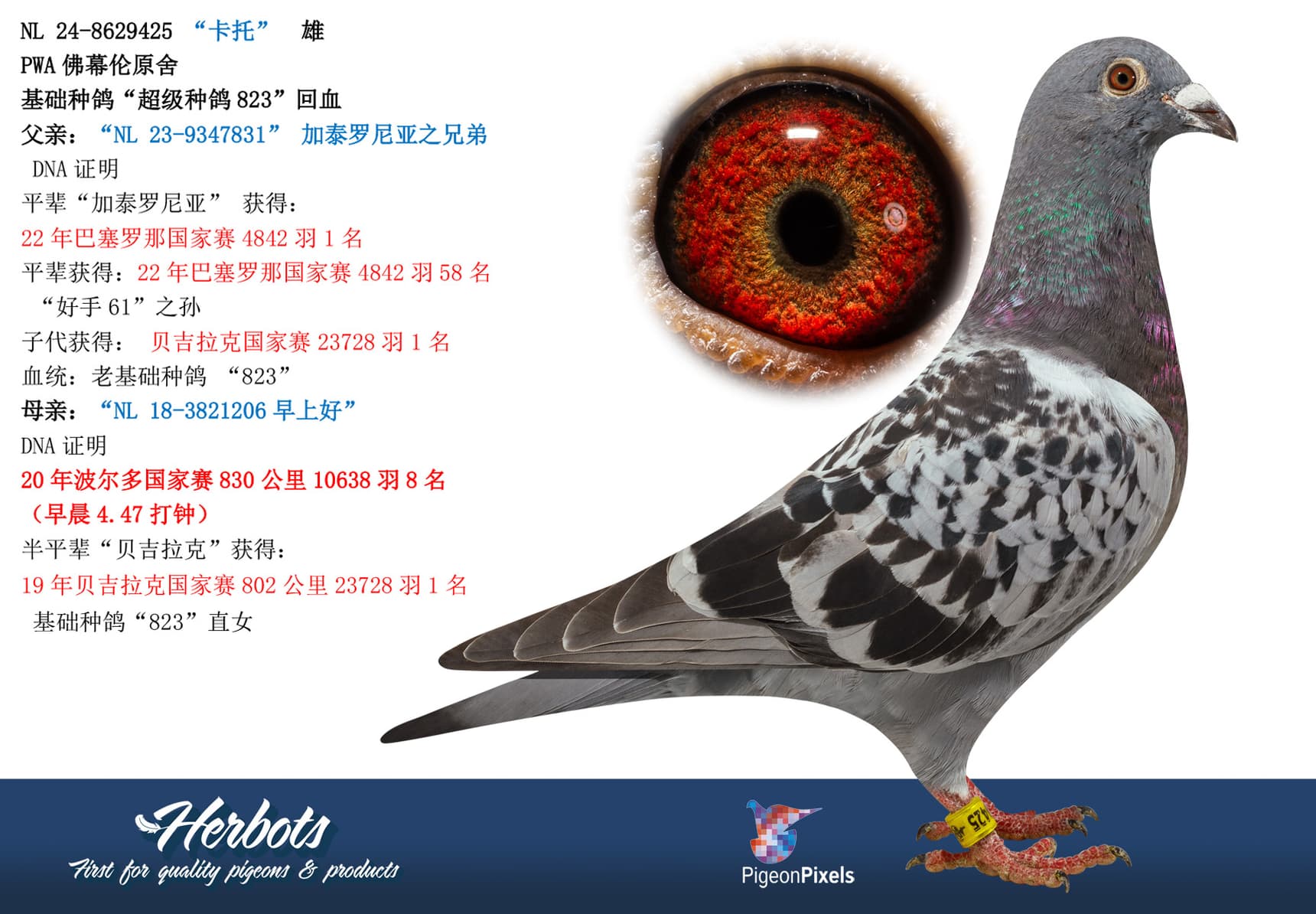 pigeon: “卡托”