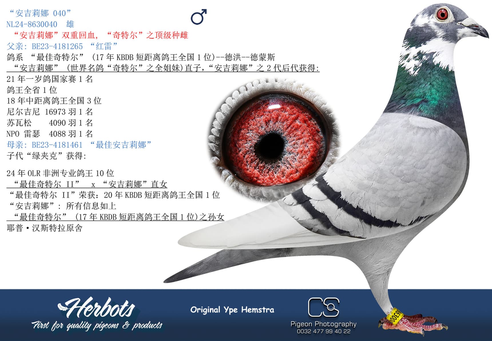 pigeon: undefined