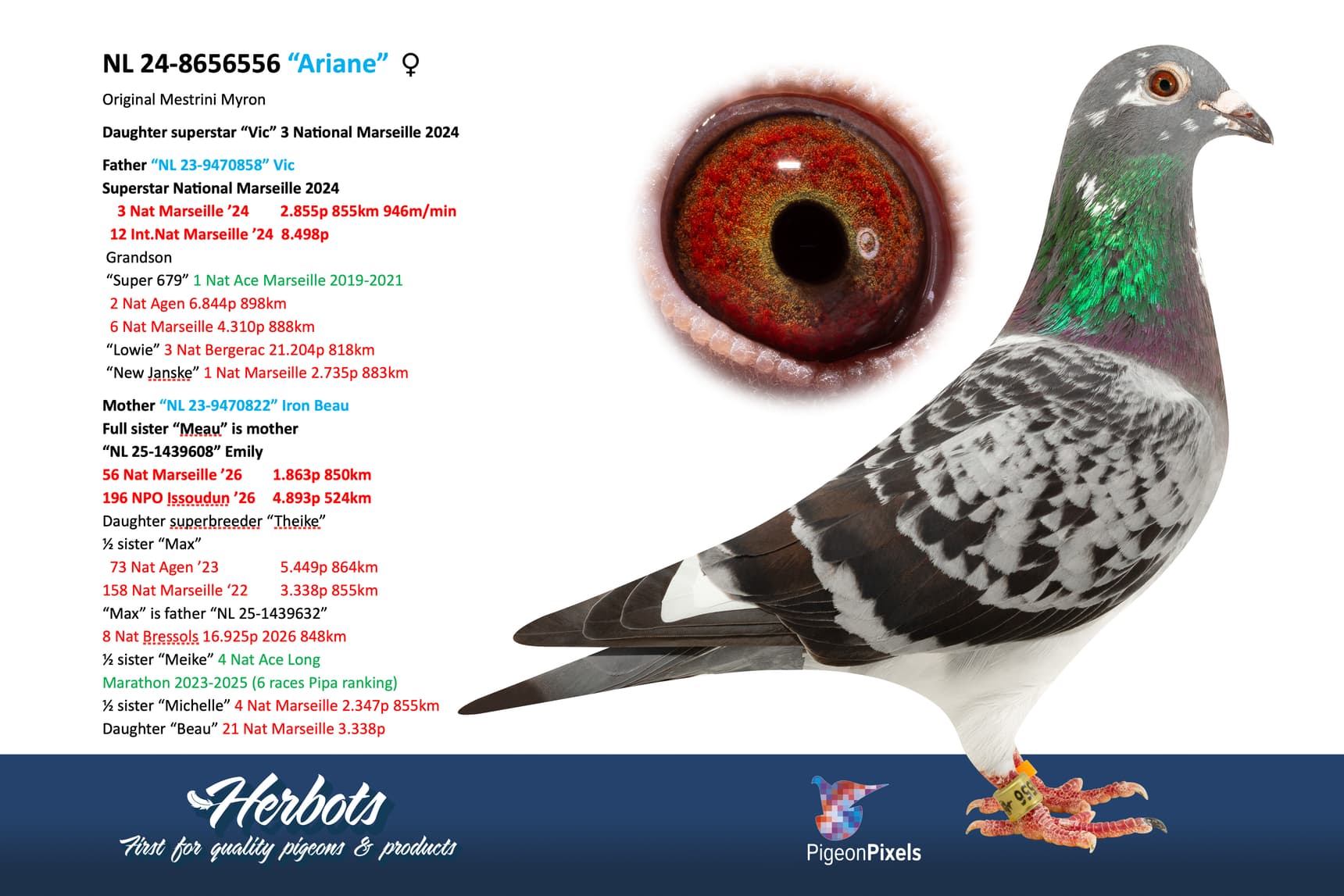 pigeon: undefined