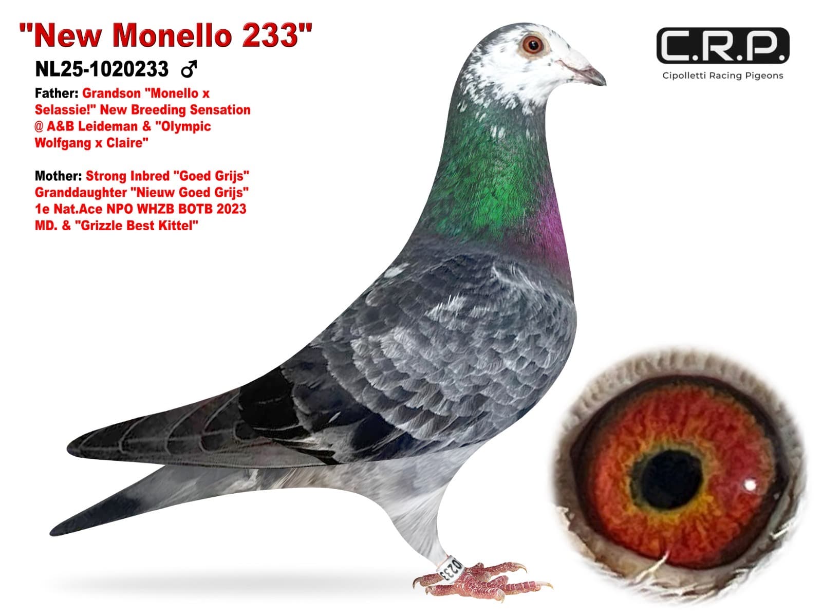 ‘New Monello 233’