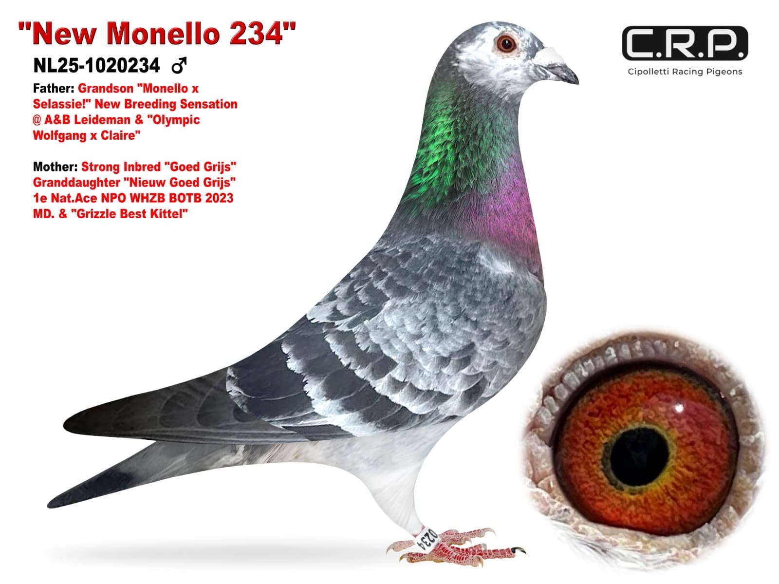 ‘New Monello 234’