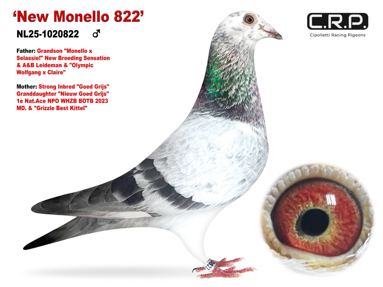 ‘New Monello 822’