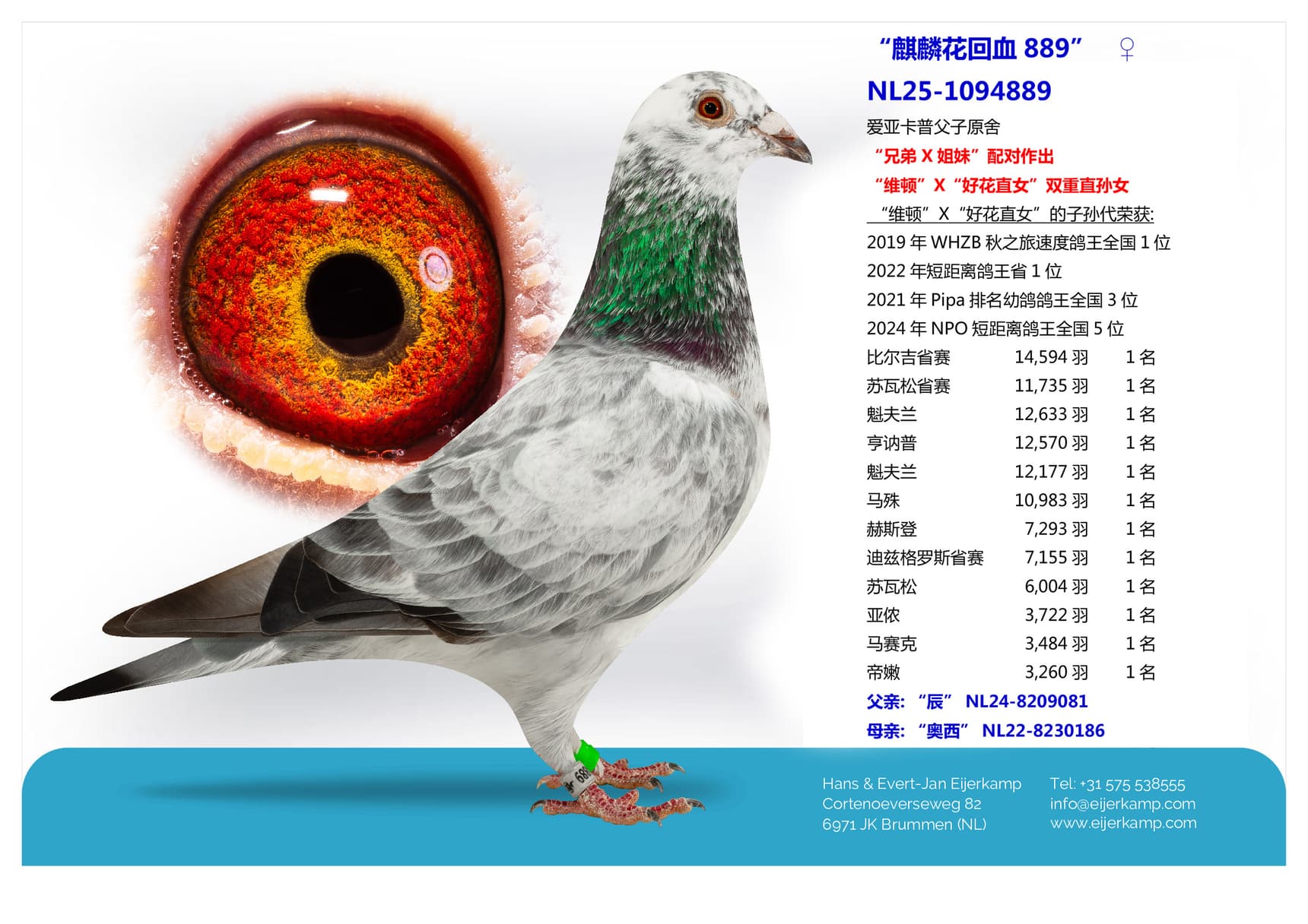 pigeon: “麒麟花回血889”