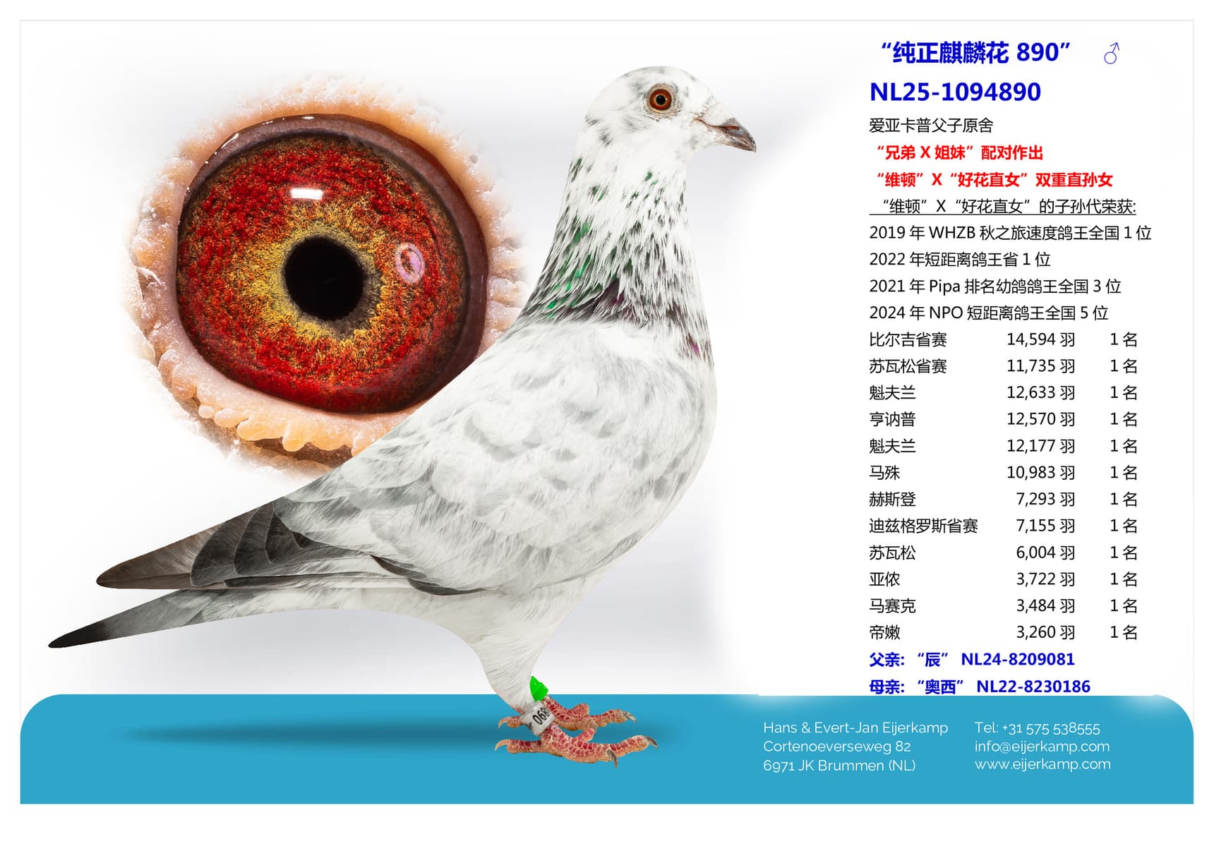 pigeon: “纯正麒麟花 890”