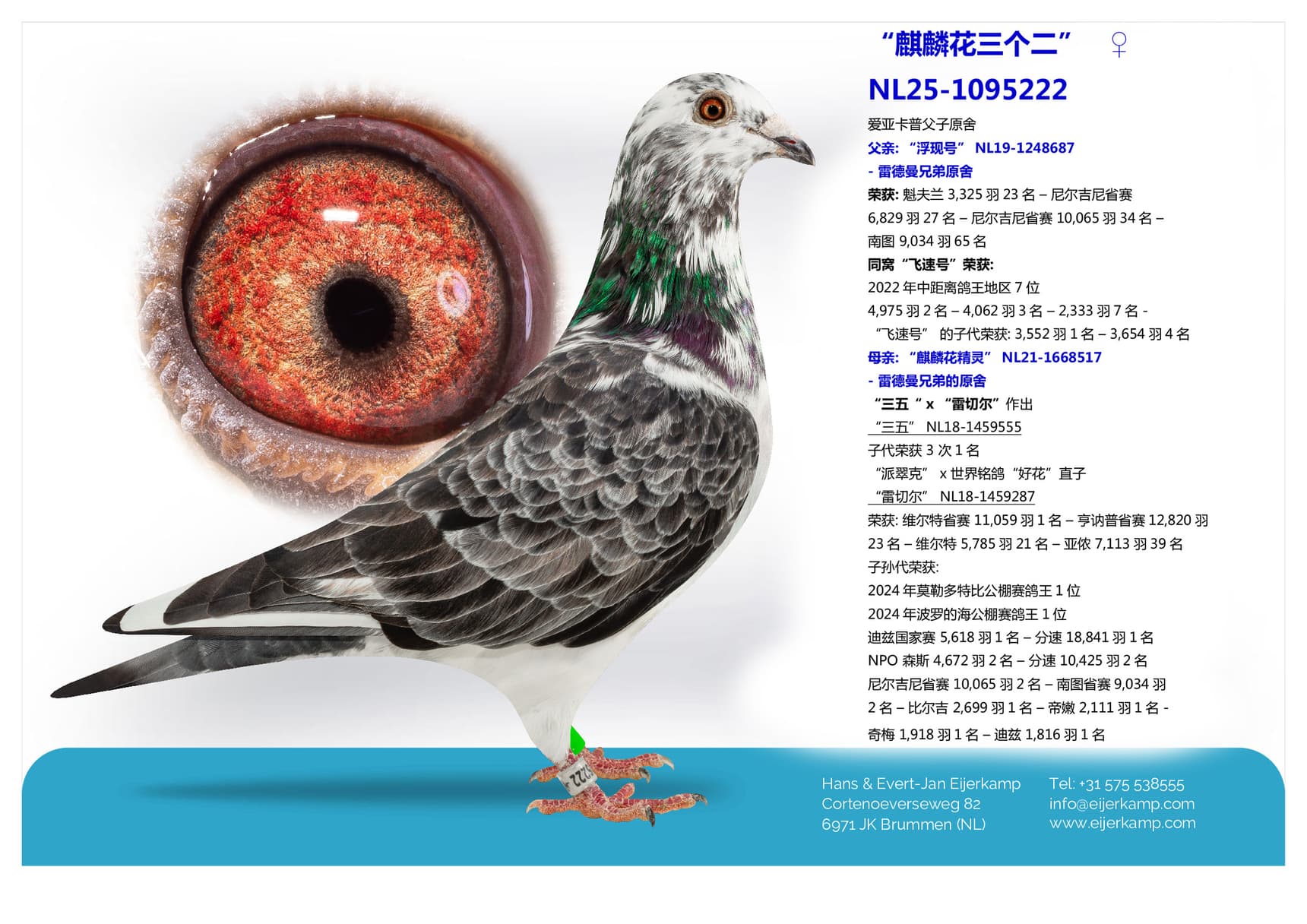 pigeon: “麒麟花三个二”