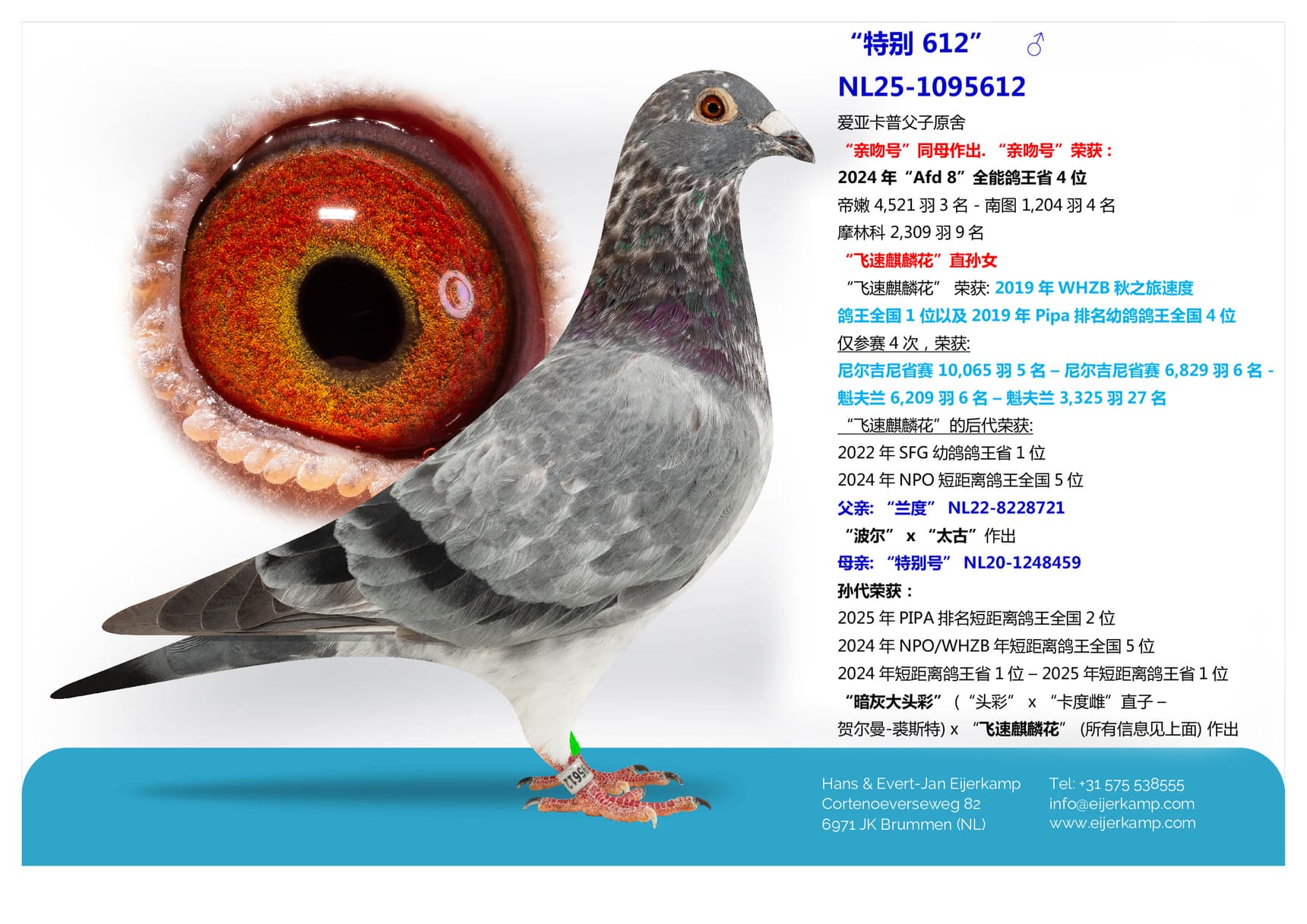 pigeon: “特别 612”