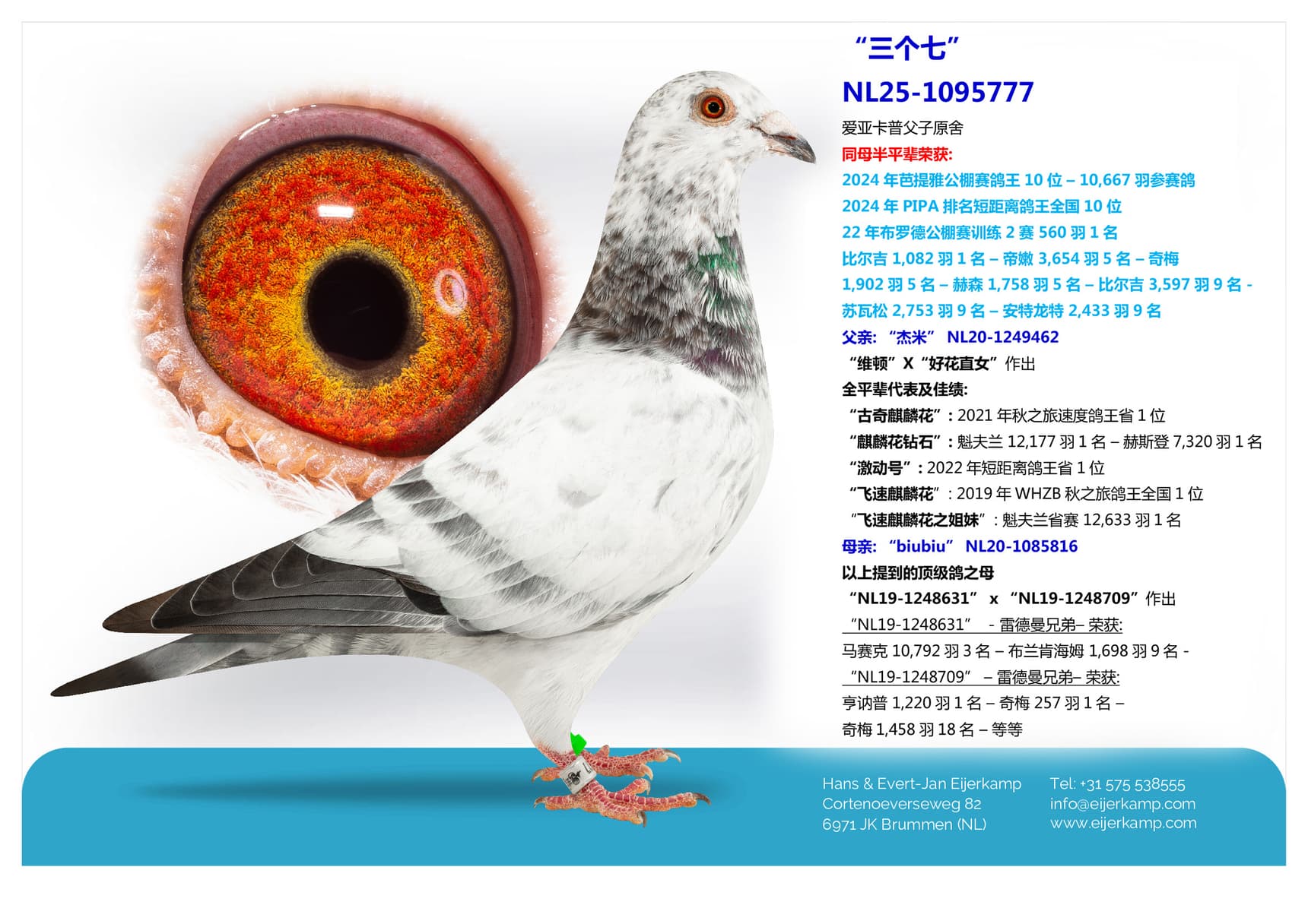 pigeon: “三个七”