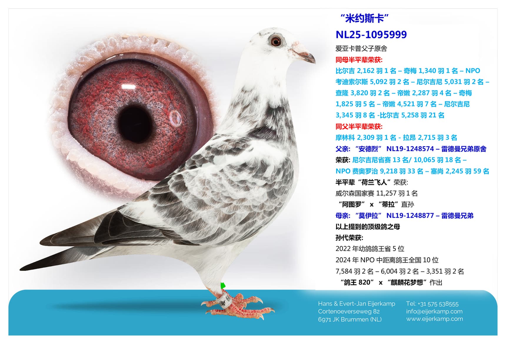 pigeon: “米约斯卡”